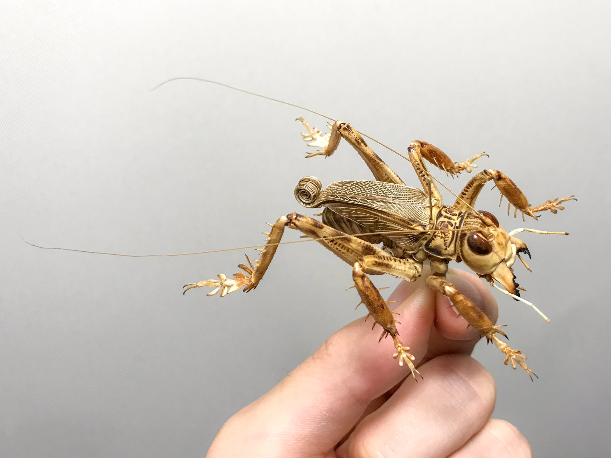 マキバネコロギス 昆虫標本バッタ キリギリスコロギスリオック直翅類