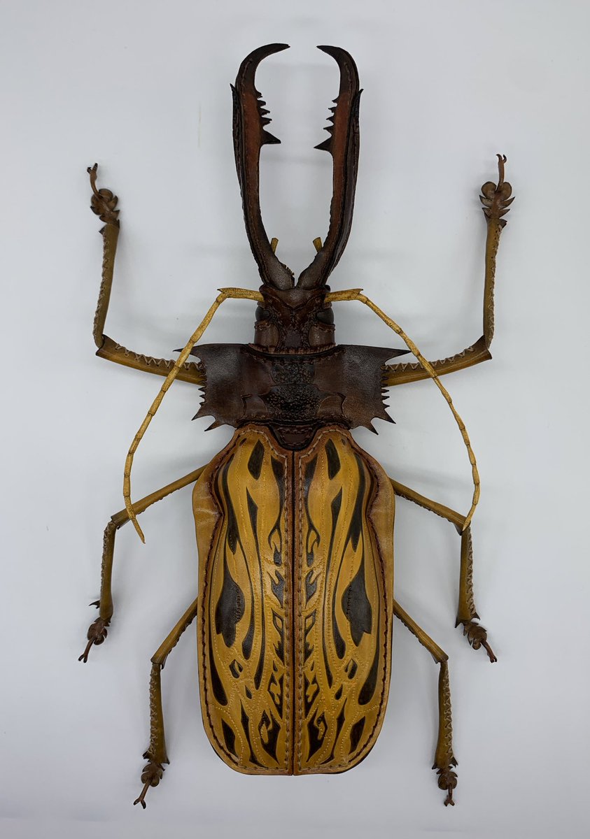 タイタンオオウスバカミキリ 標本 タイタンオオウスバカミキリ 標本