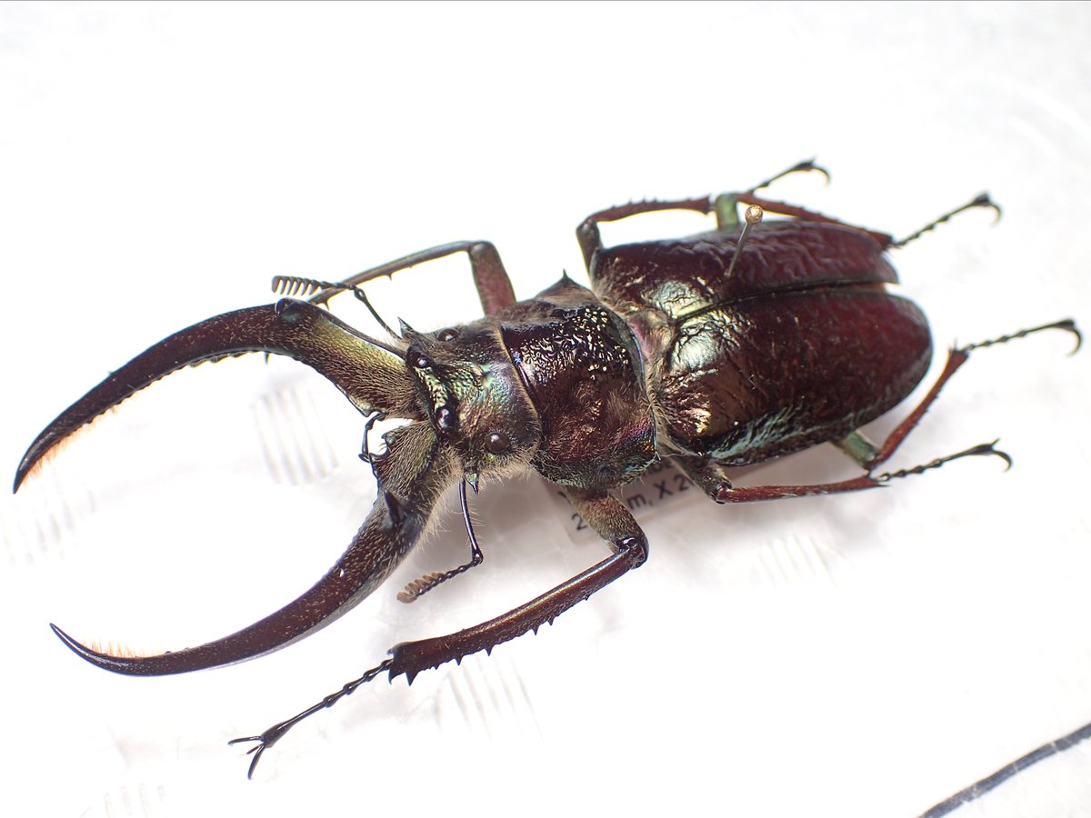 インセクトフェア戦利品① ギガンテウスシワバネクワガタ 78mm 大型で