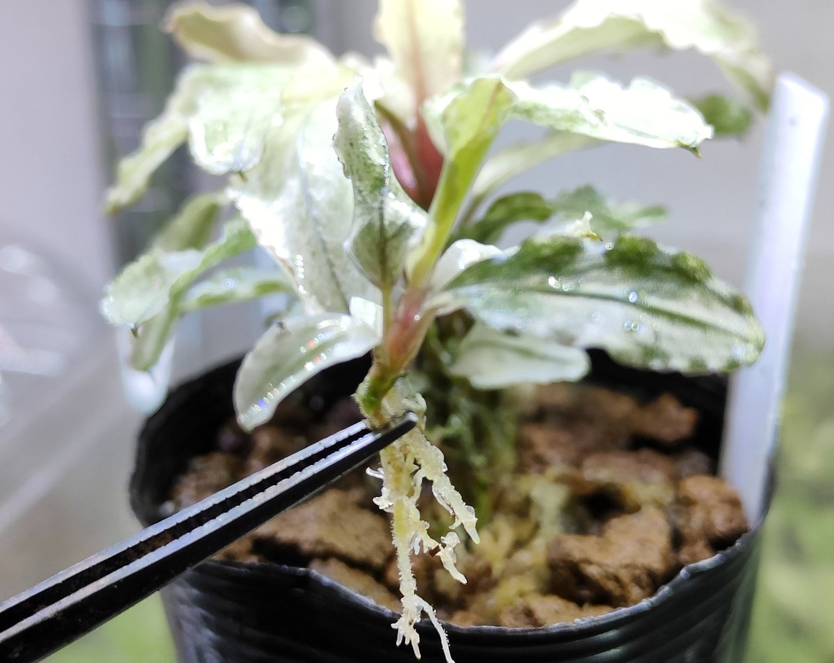 Bucephalandra sp.PinkVariegatedピンクバリエガータ Bucephalandra sp