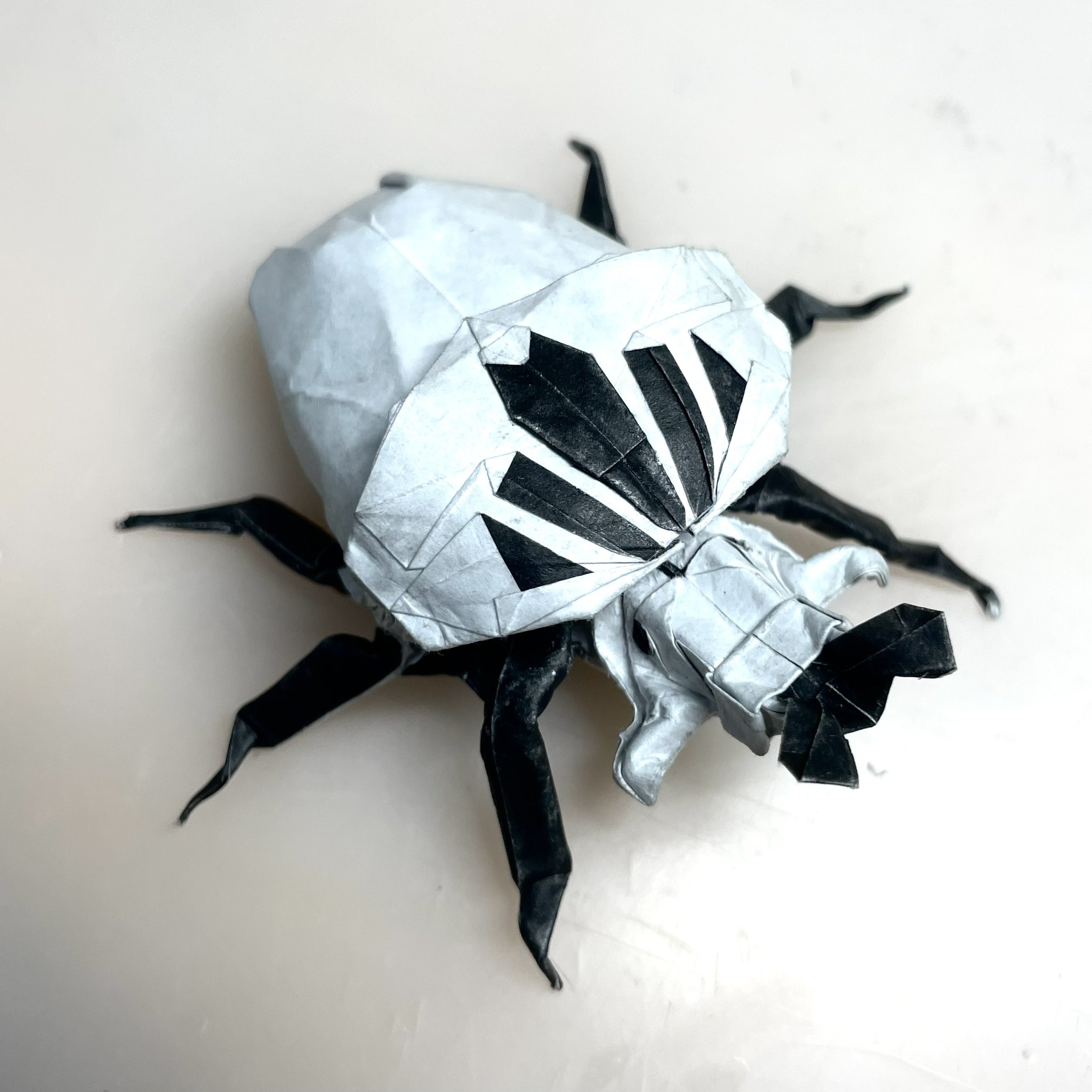 カメルーン大きさまずまず仮展脚ゴライアスオオツノハナムグリ 約93mm