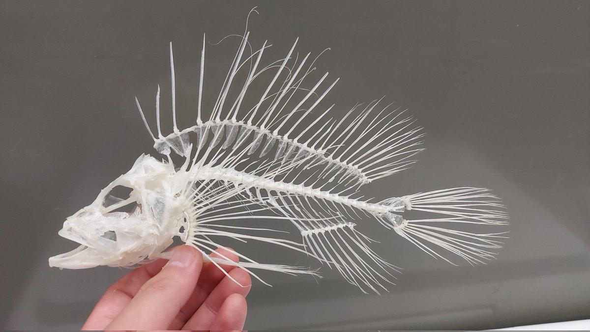 ミノカサゴの全身骨格標本が完成しました。 骨にしても残る鰭のド派手