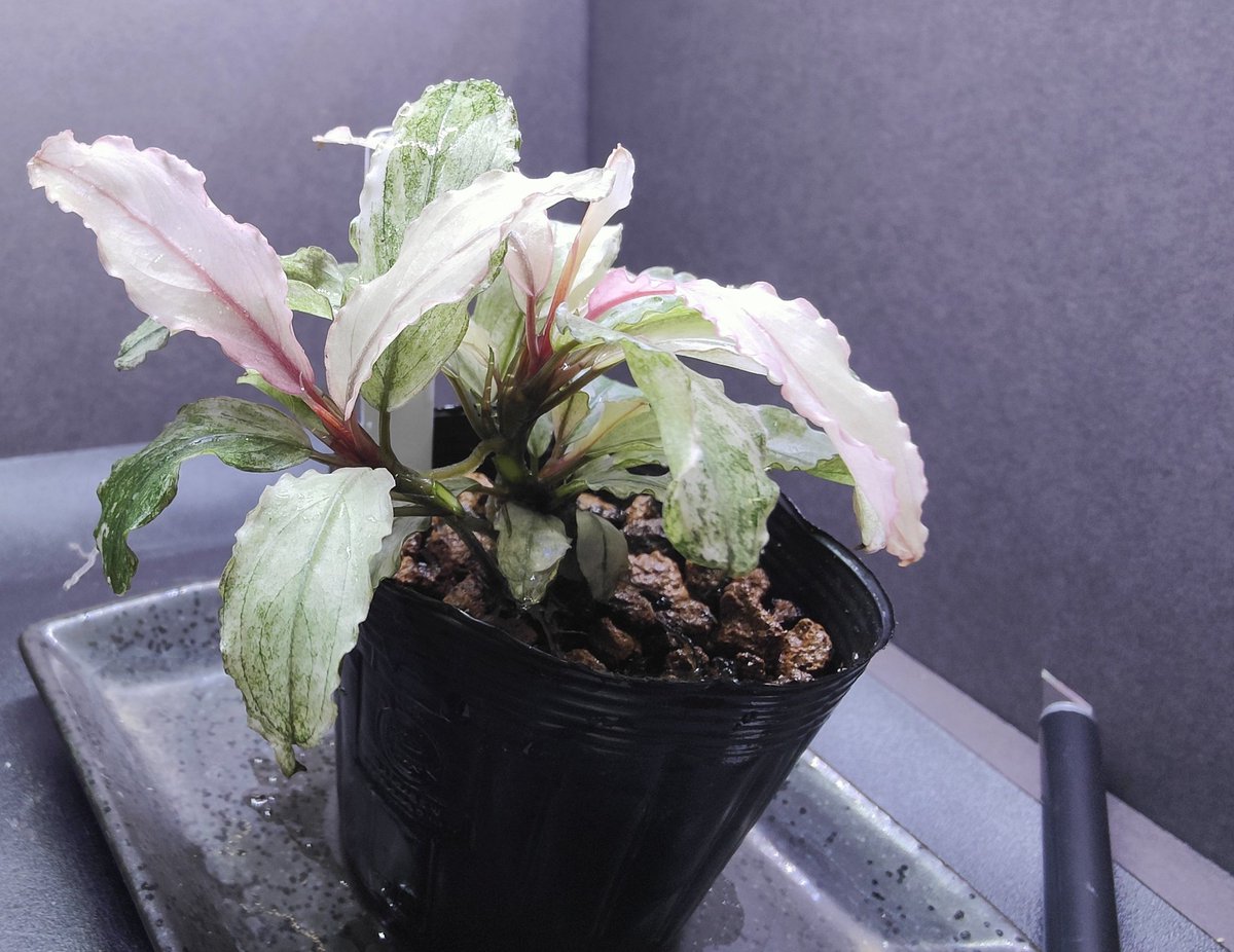 Bucephalandra sp.PinkVariegatedピンクバリエガータ ブセファランドラ