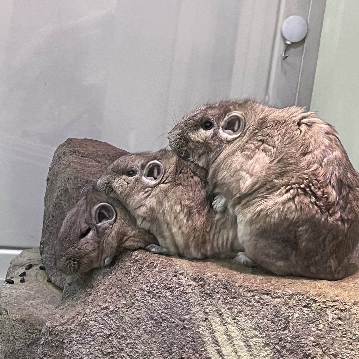 こちらキリン売店で販売中のもちもちグンディ。1箱10個のきなこもちが