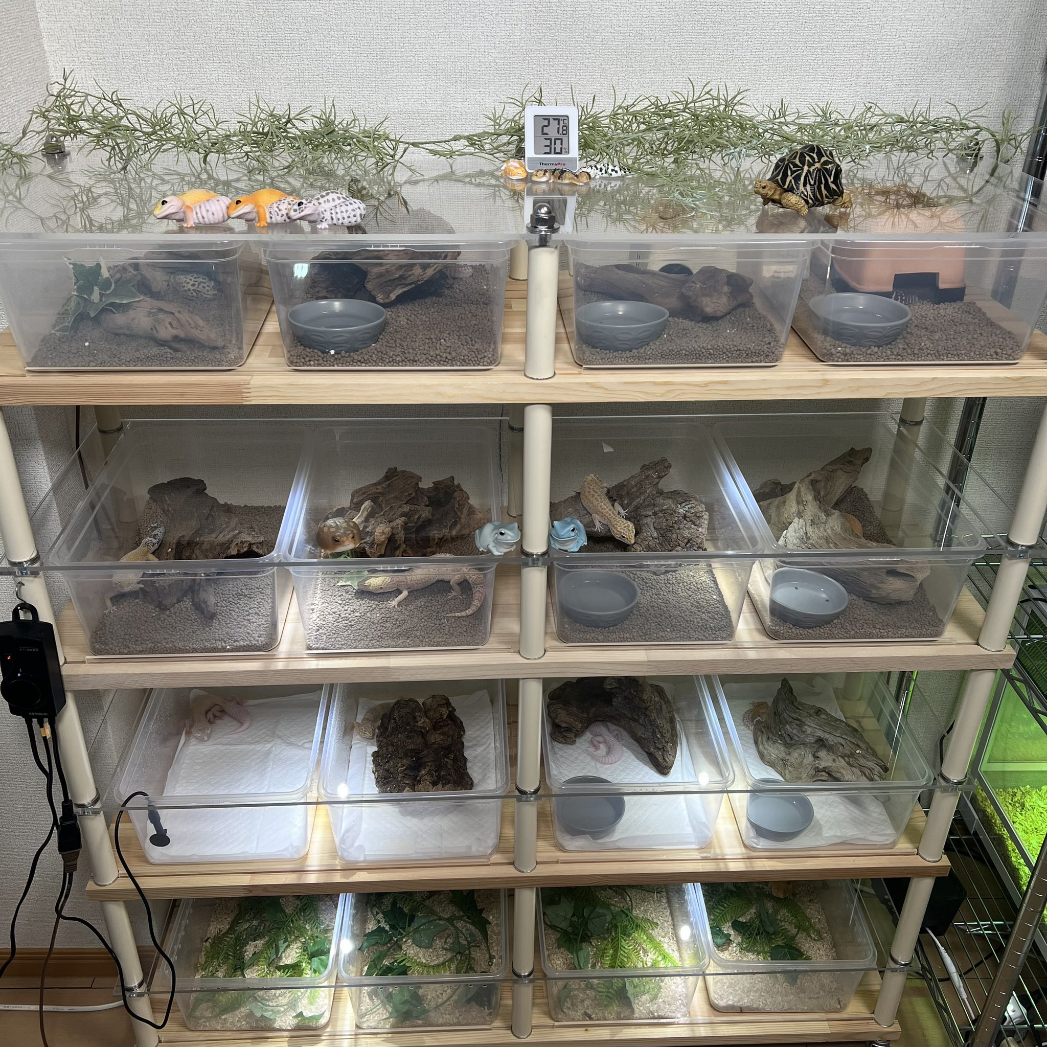 爬虫類 飼育棚 木製7段スネークラック ダイソーシューズケース28個付