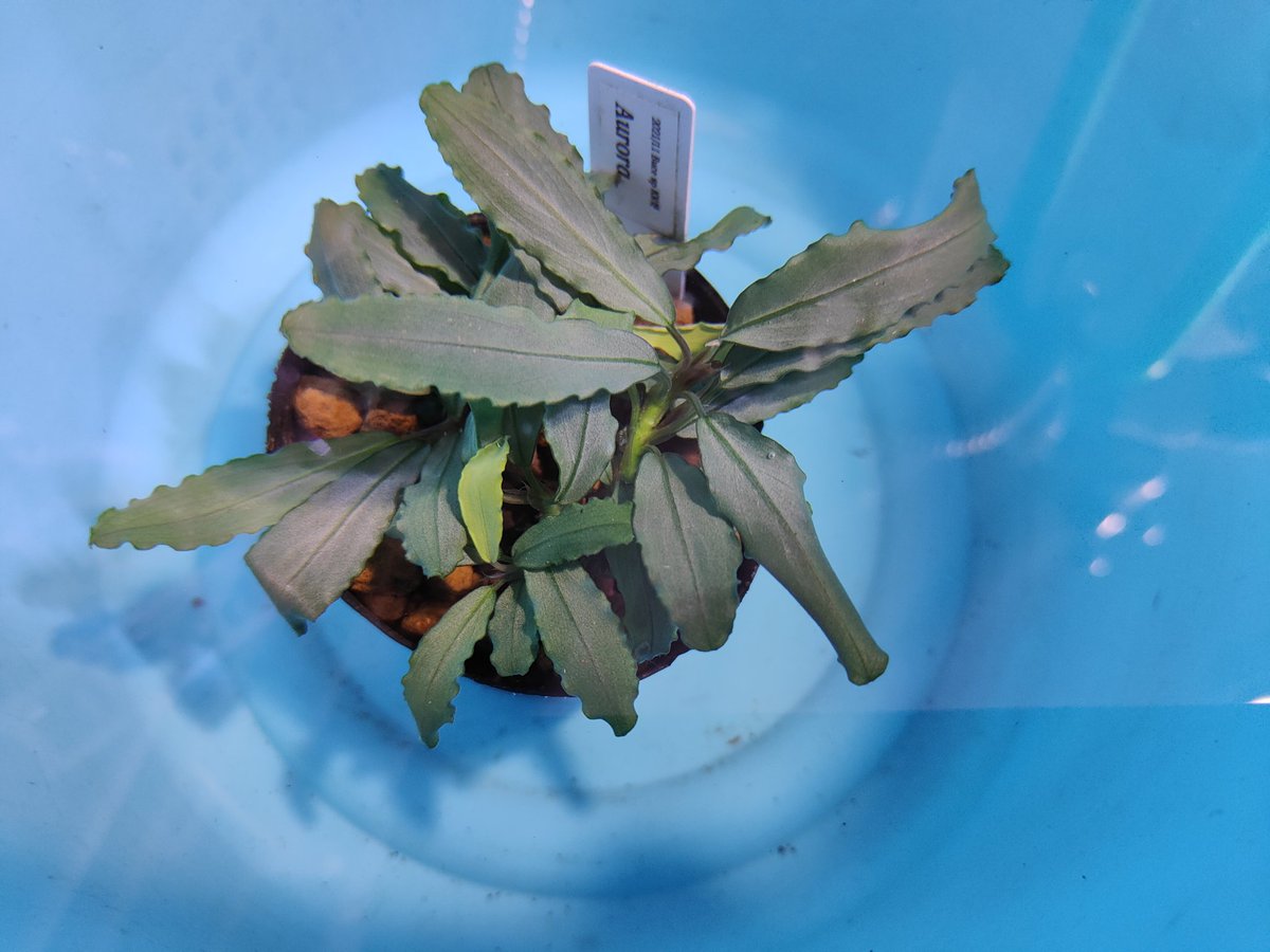 Bucephalandra sp.