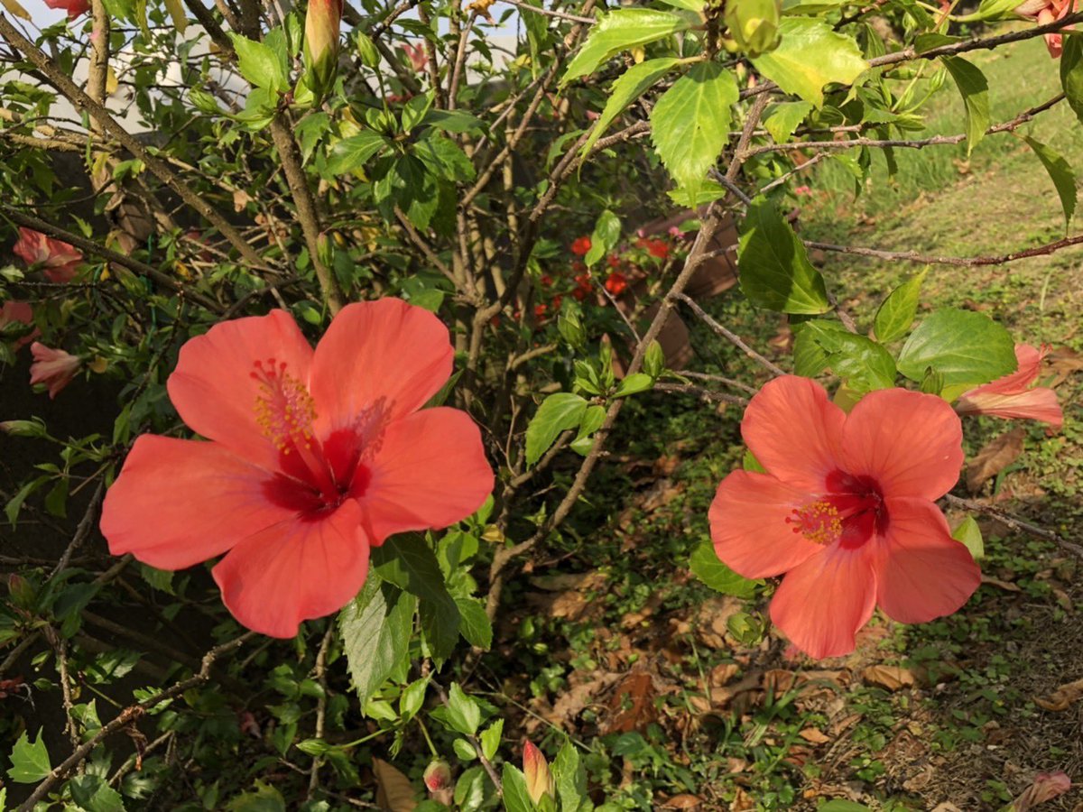 諸説あると思うし、地域によるかもしれないけど、 ハイビスカスって仏