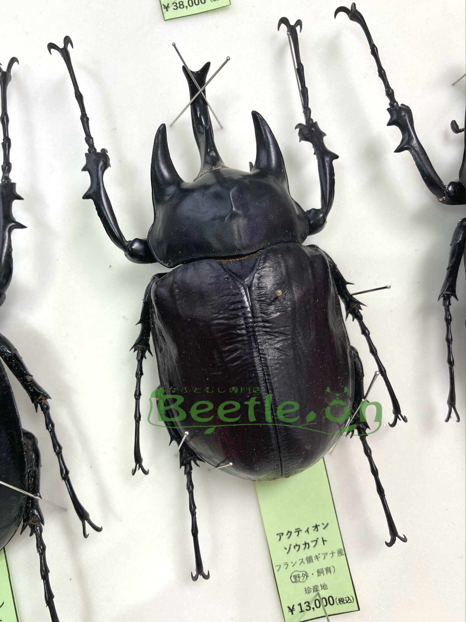 標本☆アクティオン ゾウカブト 標本アクティオンゾウカブト フレンチ