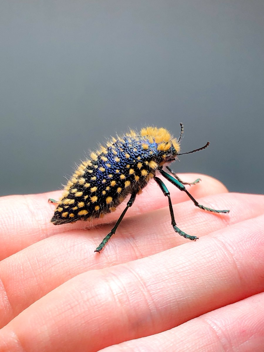 ムラサキケブカフトタマムシ Julodis viridipes の立体展足標本 実験的