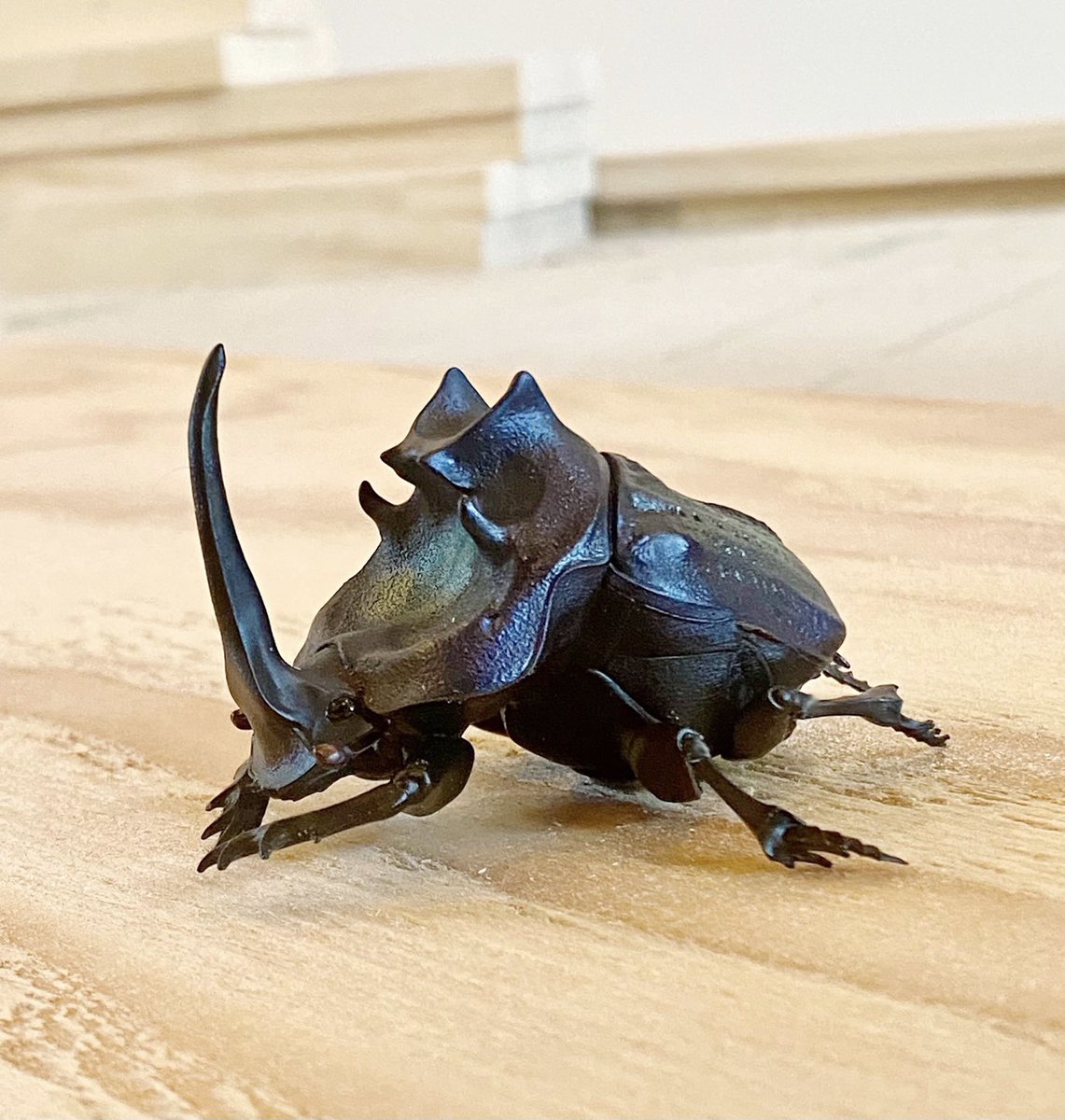 最大級エンシフェールニジダイコクコガネ52mm 51mm