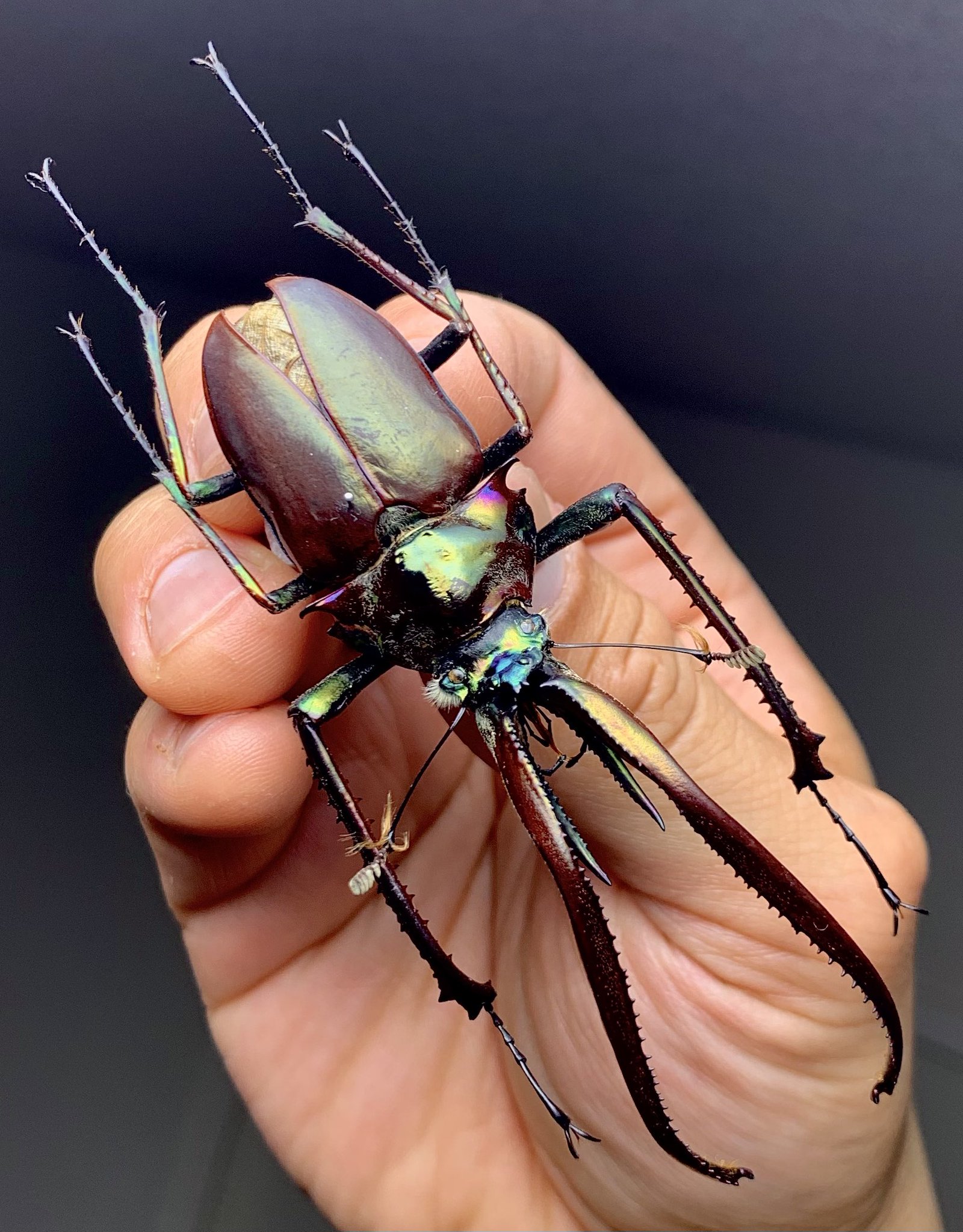 コガシラクワガタ（チリクワガタ） 大型 標本