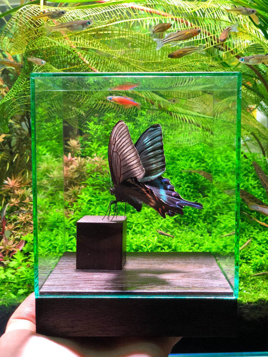 山﨑理@yamazaki_design さんの蝶の立体標本。販売へ向けた郵送テスト