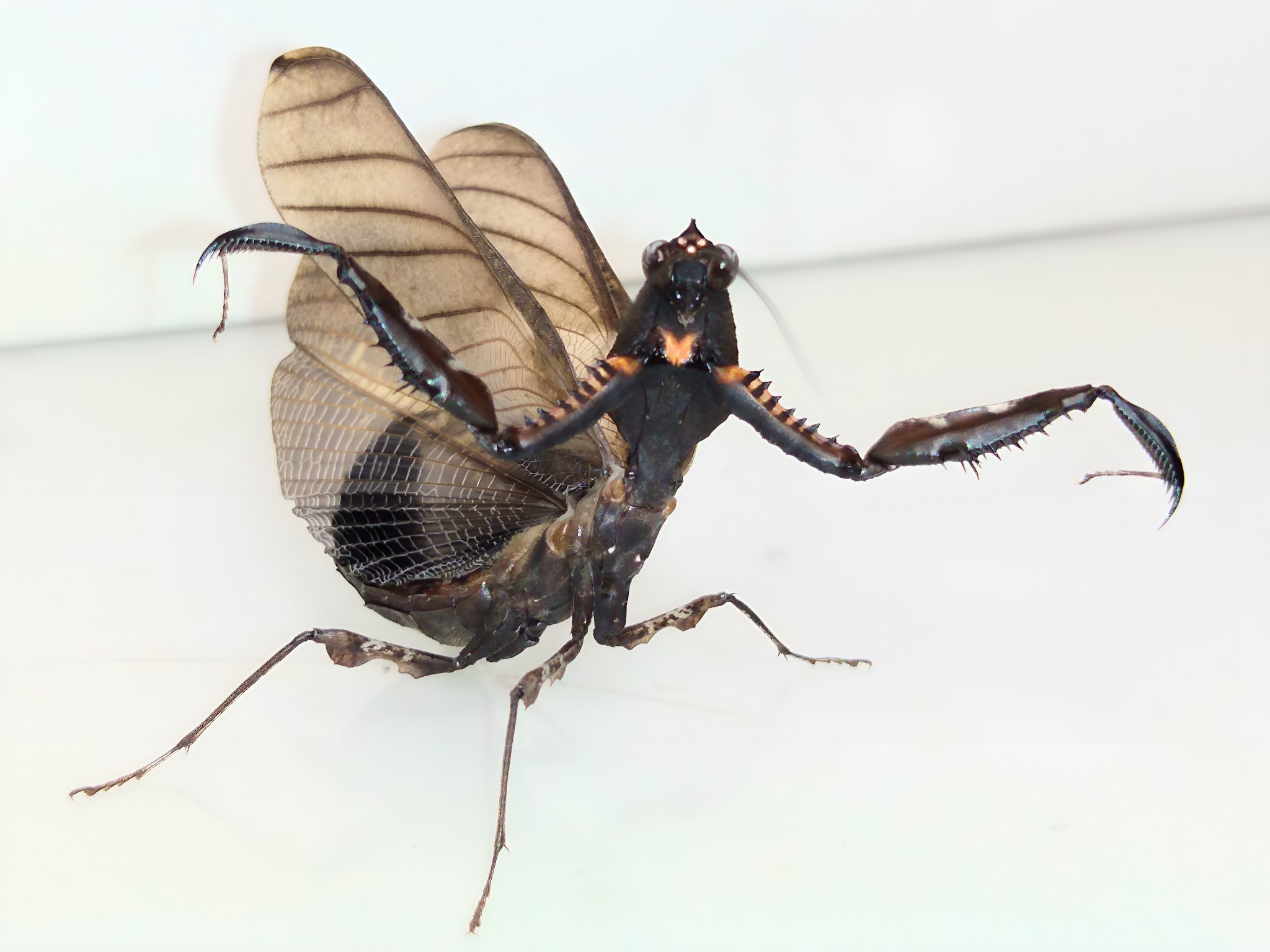 マオウカレハカマキリ雌 立体標本 魔王枯葉 ラスト1 マオウカレハ