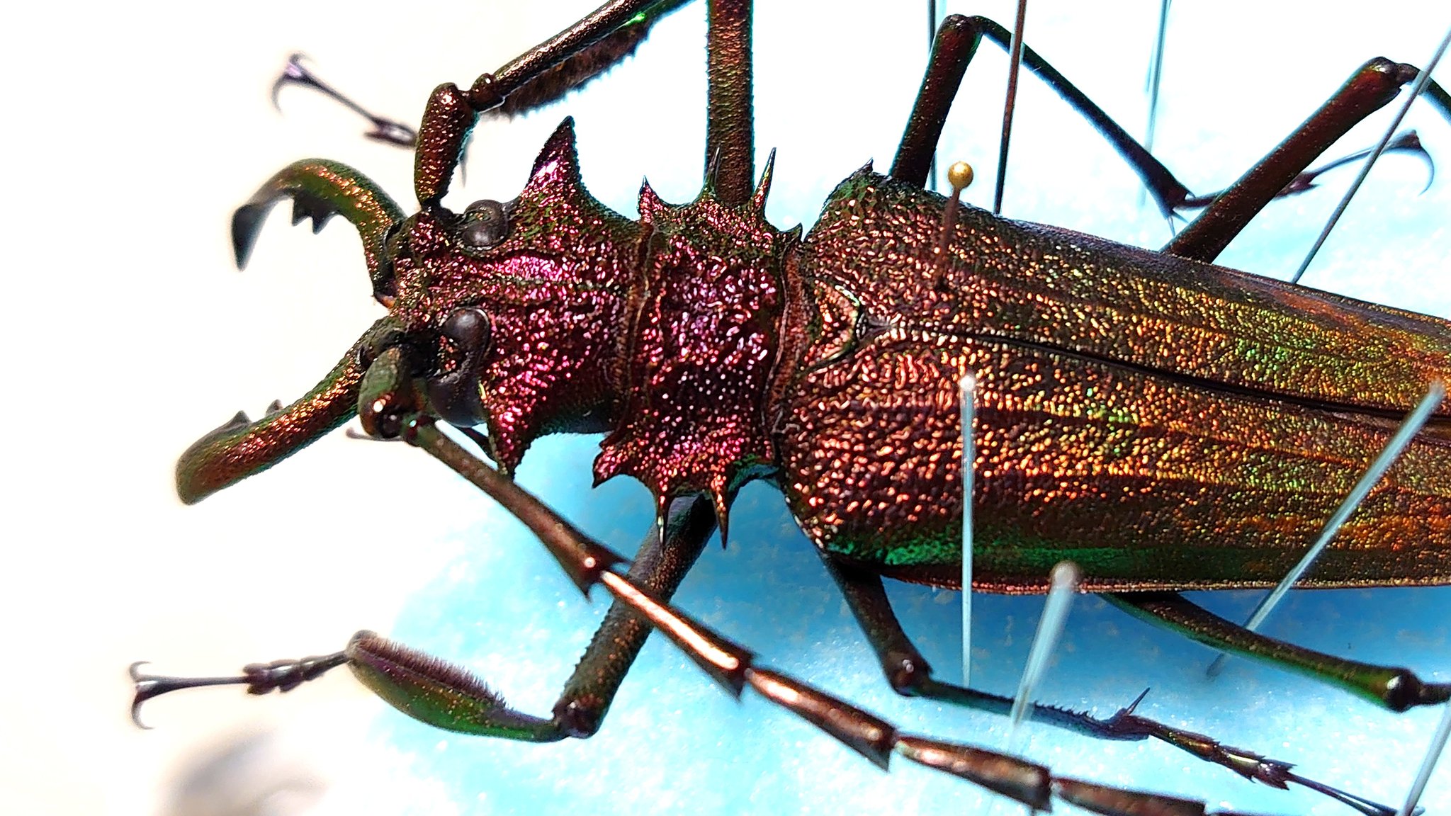 濃紺ツヤケシオニノコギリカミキリ ムラサキオニノコギリカミキリ 標本