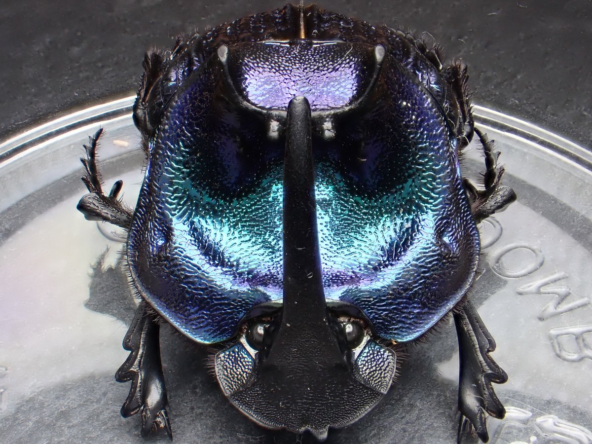 エンシフェルオオニジダイコク 昆虫標本 エンシフェルオオニジダイコク