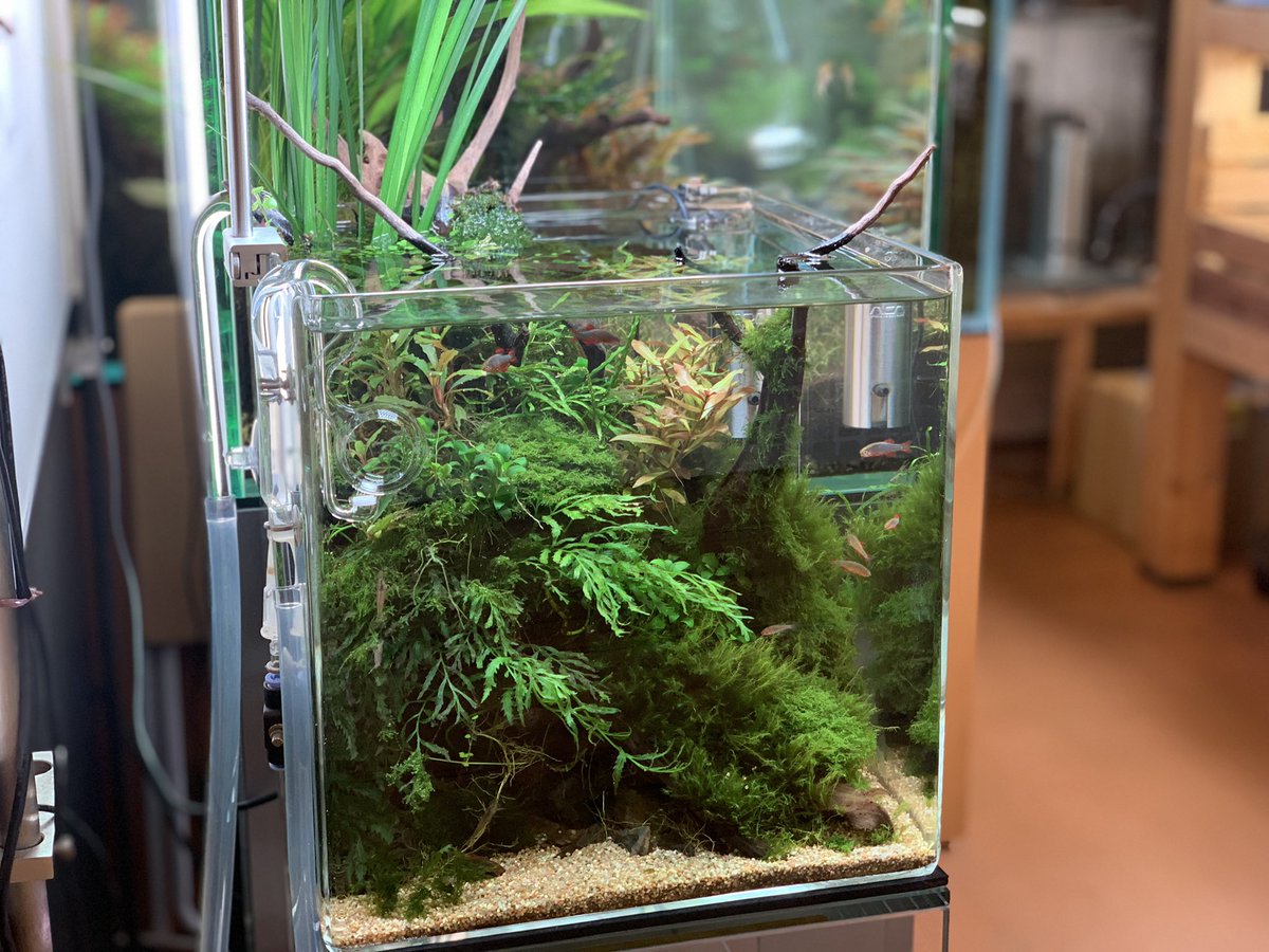 ADA60cmハイタイプ水槽 ADA Review 「基本の60㎝水槽システム」 | AQUA