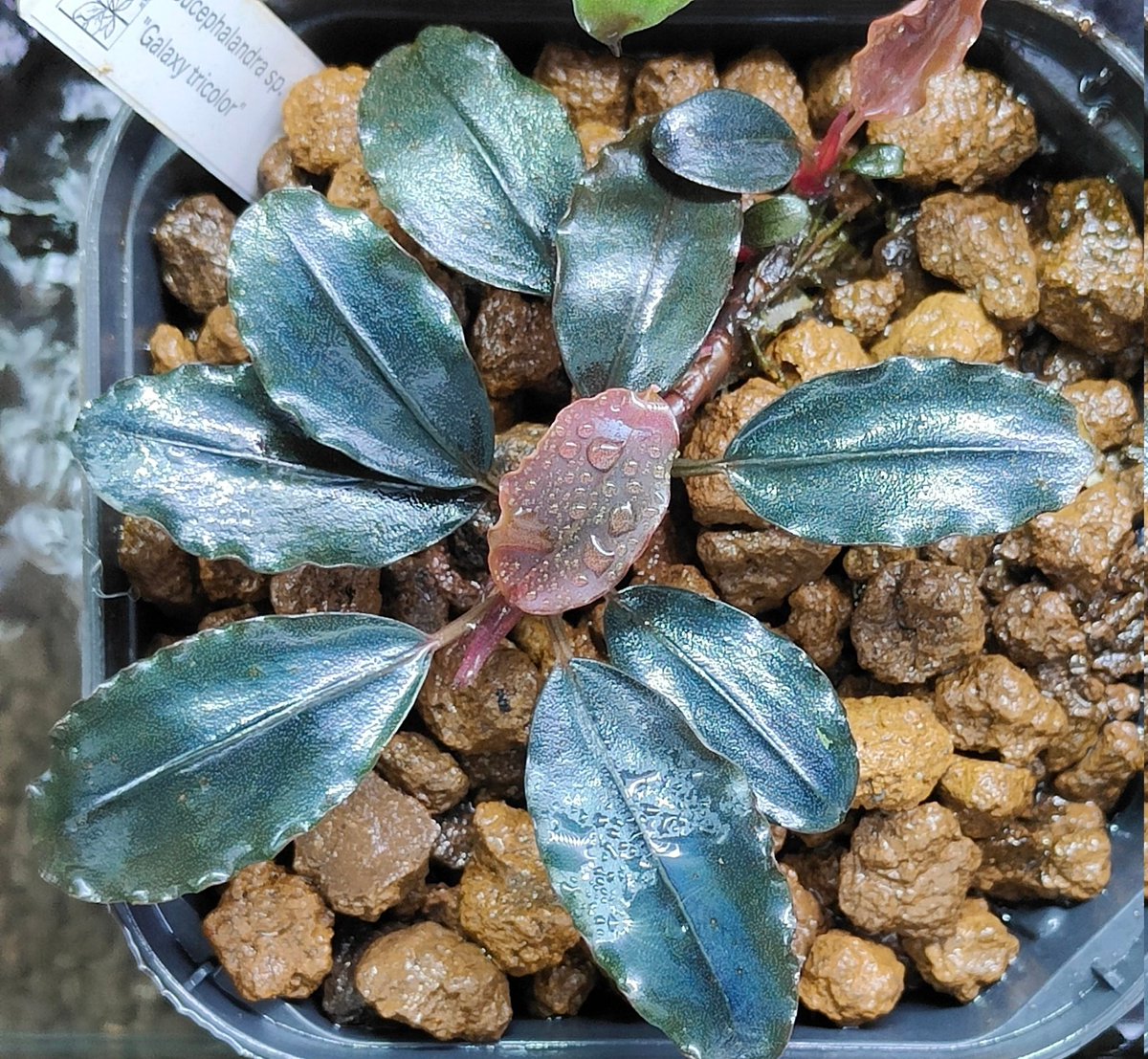 Bucephalandra sp.オリーバ とアンダーレッド Bucephalandra Red Under