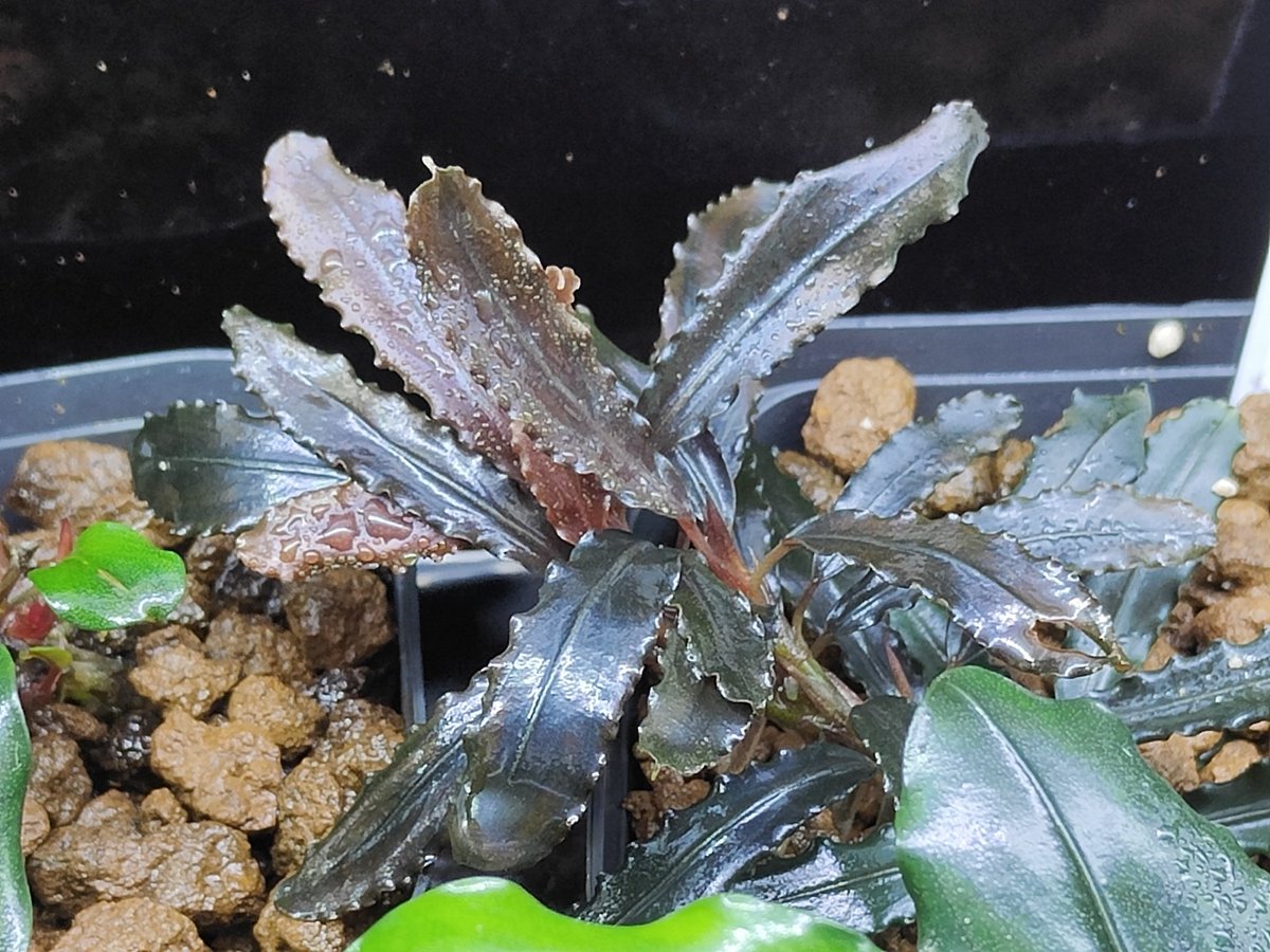 monamona様専用【 HW便】Bucephalandraセット - メルカリ 【 HW便