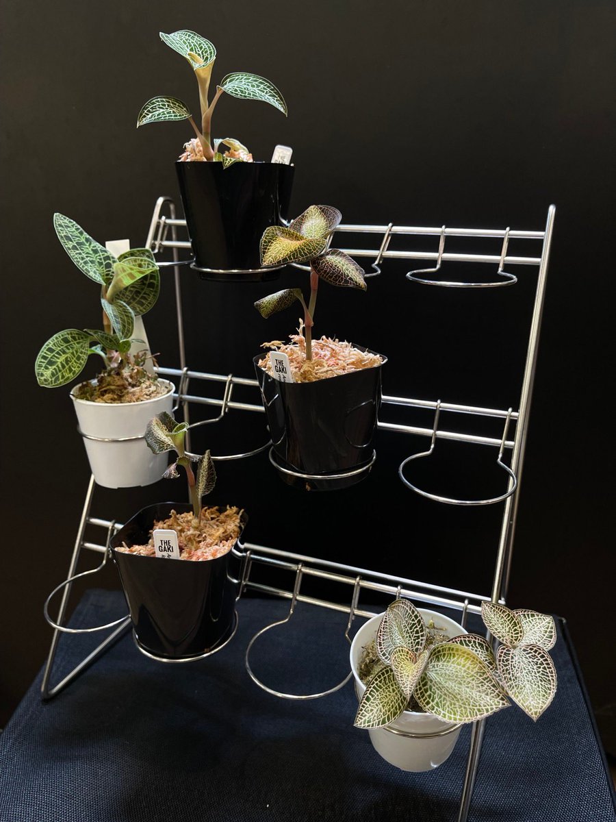 コレクションワイヤースタンド30入荷しました！ 2号鉢の植物をカッコ