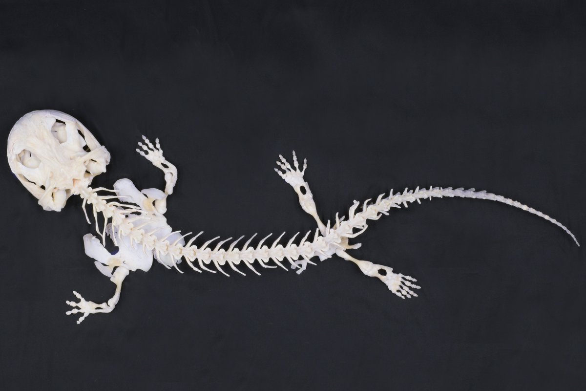 骨格標本】 オオサンショウウオの骨格標本を製作しました🦴 骨が繋がっ