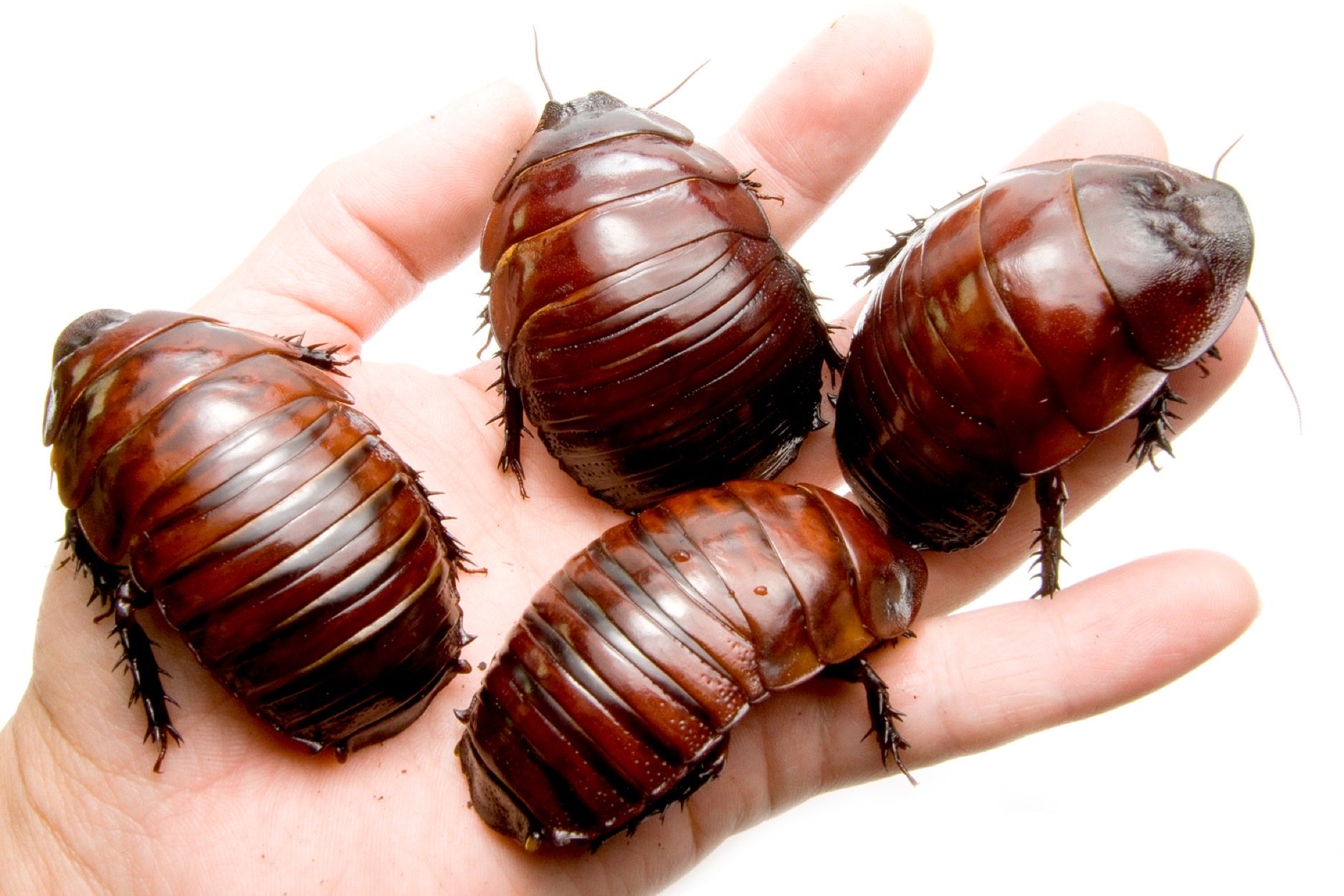 世界一大きなゴキブリ！「ヨロイモグラゴキブリ」 - 講談社の動く図鑑