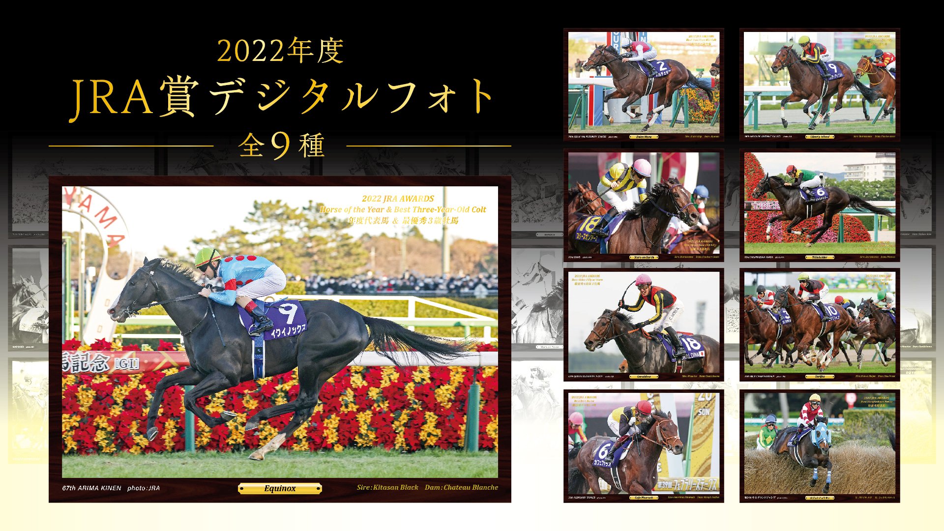 JRA 競馬 馬写真（額入り）冬花 JRA 競馬 馬写真（額入り）冬花