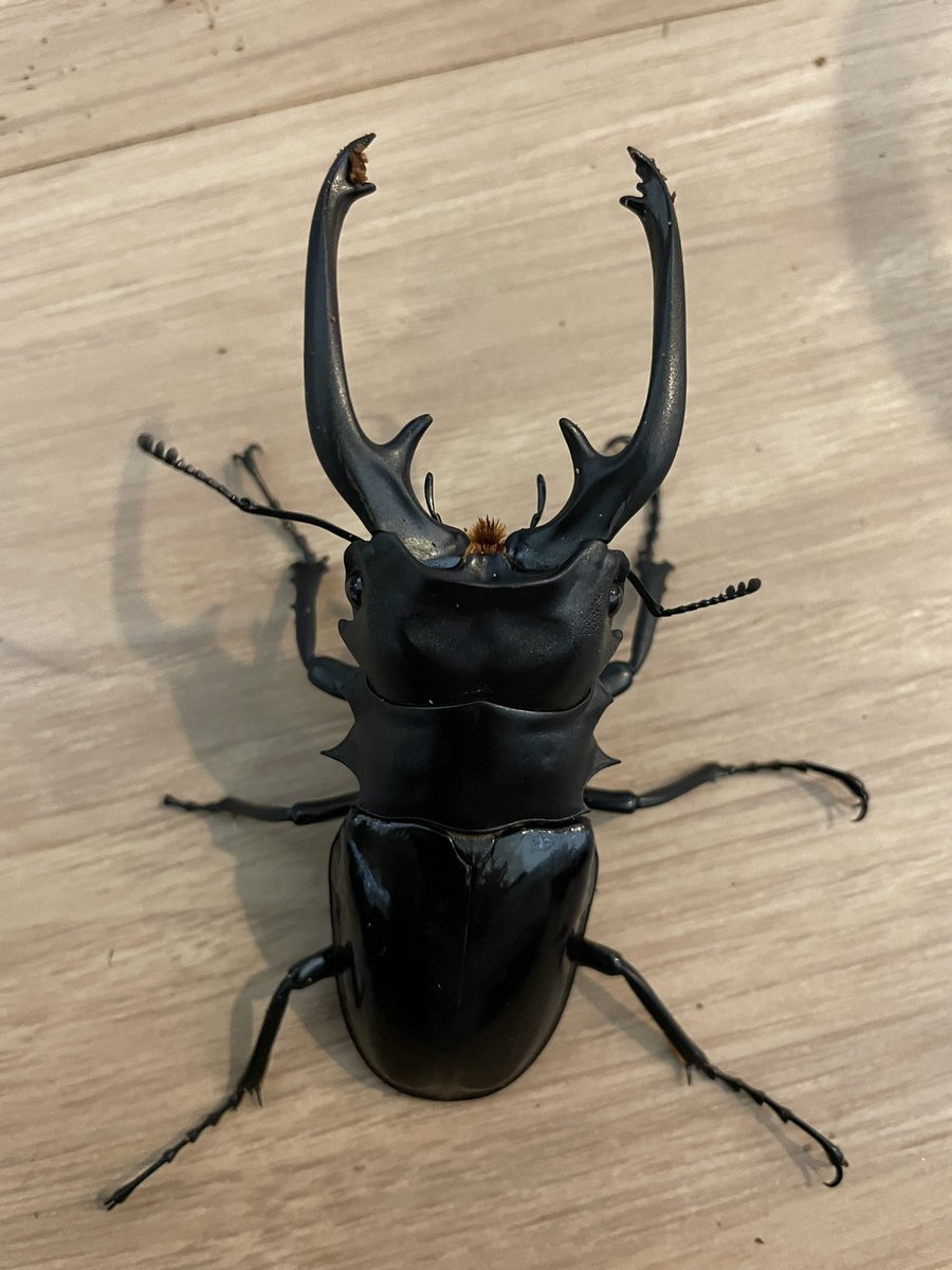 ユダイクスミヤマクワガタ♂90mm単品 【Sparkle Beetle】ユダイクス