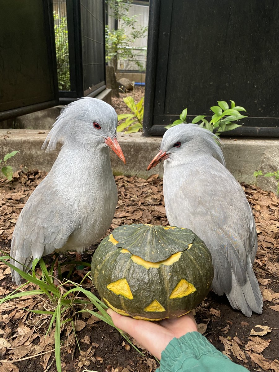 今日は”ハッピーハロウィン🎃”ということで、モルモットたちにあげる前