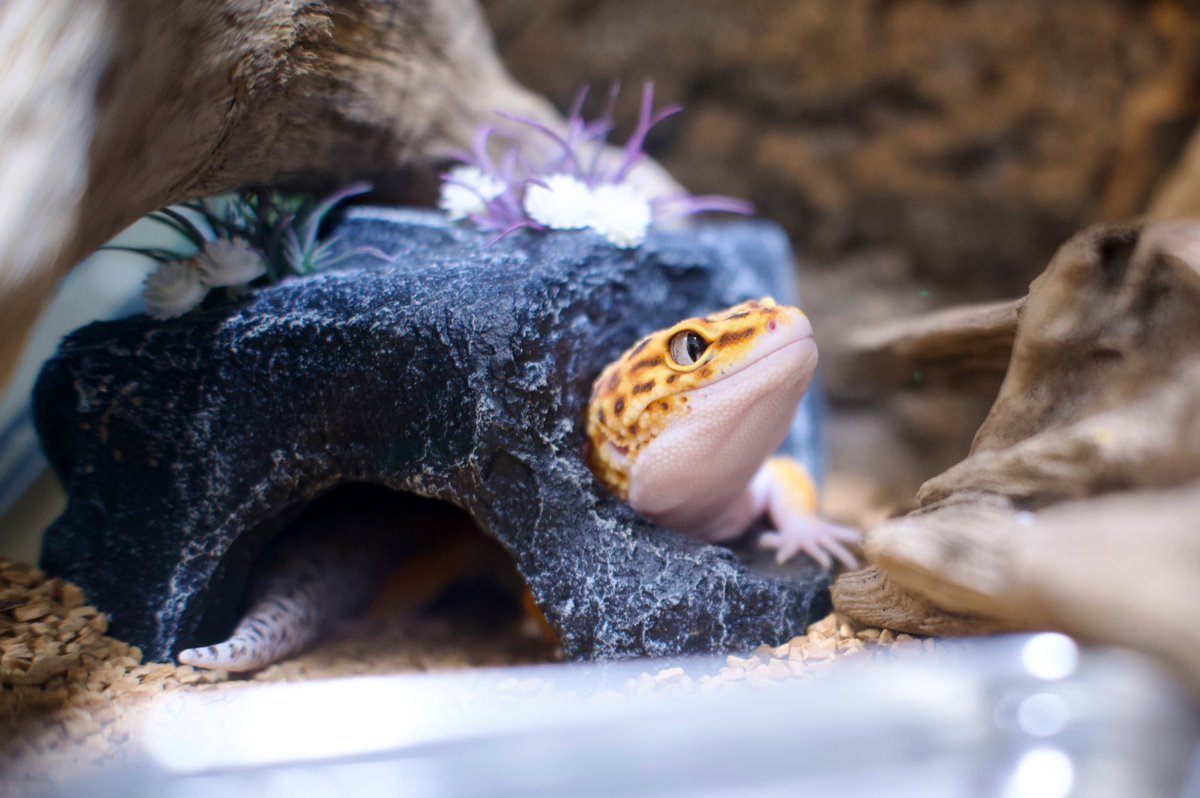 高級瀬戸焼☆アリス☆3☆ウェットシェルター☆レオパ☆ニシアフ