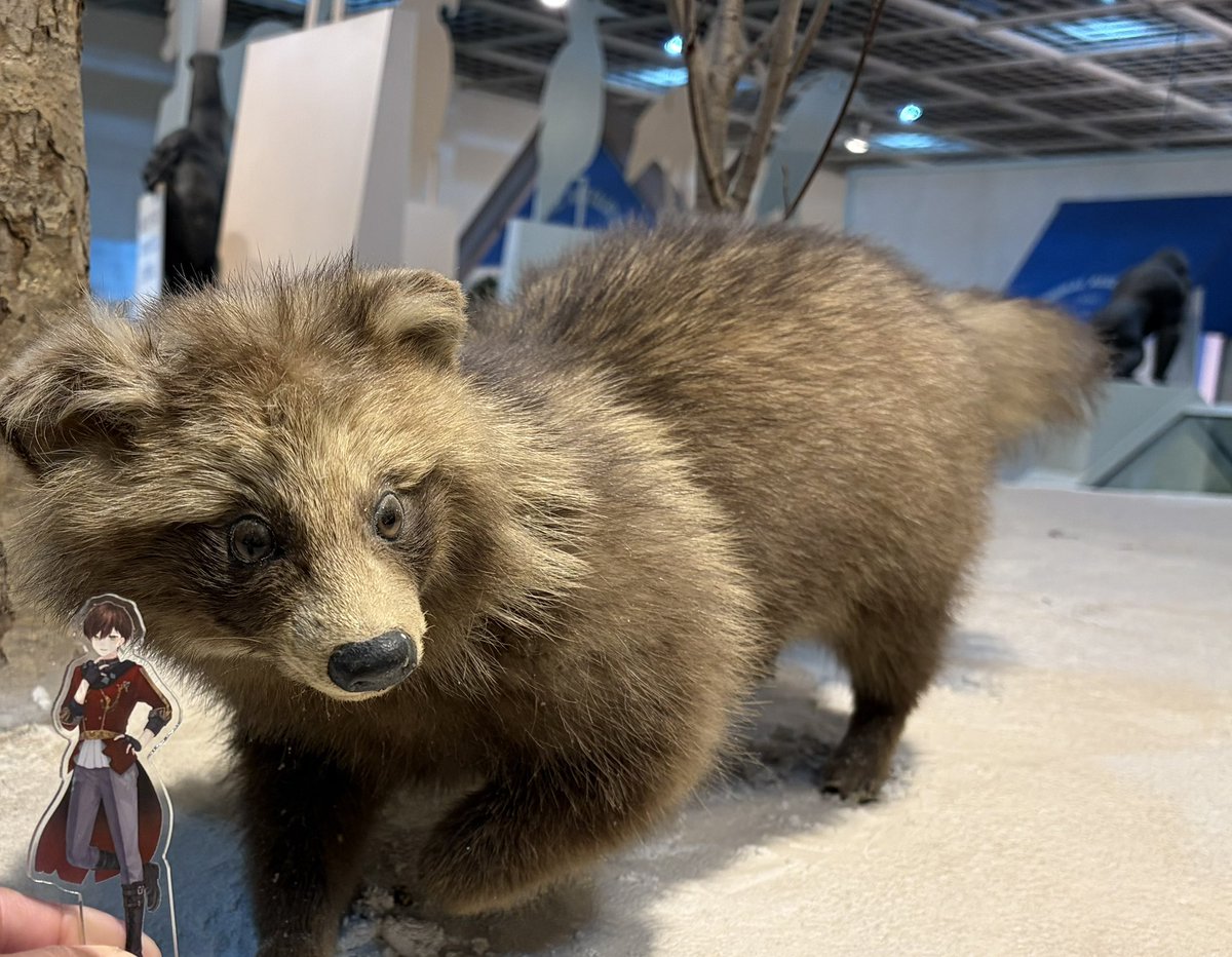最終値下】タヌキの剥製【6/25(水)まで】 たぬきと一緒に撮れたよ