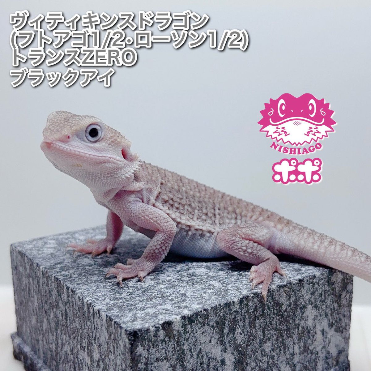 美品】【匿名配送】ポポのケージ フトアゴヒゲトカゲ 爬虫類 美品