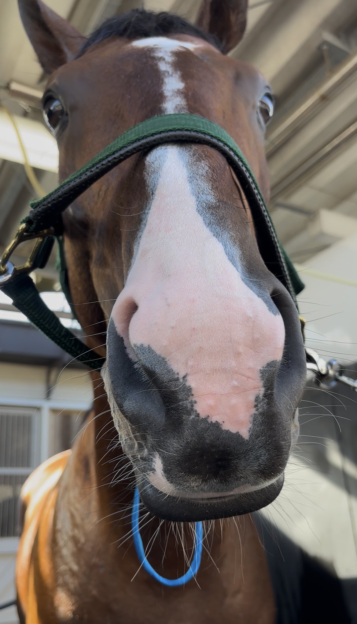 アイドルホース メイショウカイドウ4体セット 【公式通販】