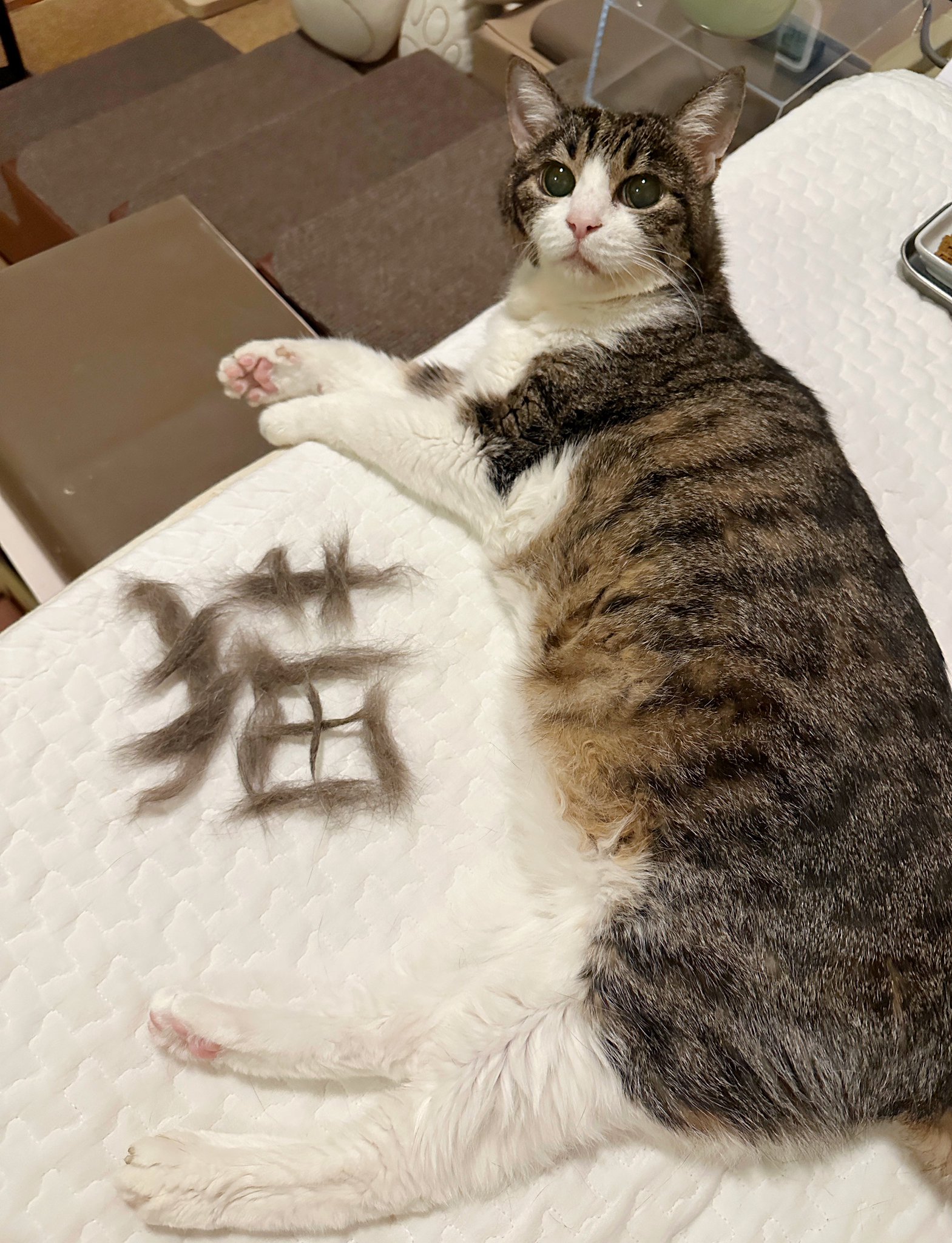 猫千代 0827 猫千代 0827 カード検索 ｜ Z/X - Zillions of enemy X