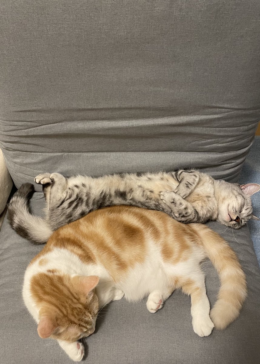 Post by おらふくん☃️ on X: 僕の座椅子、、、