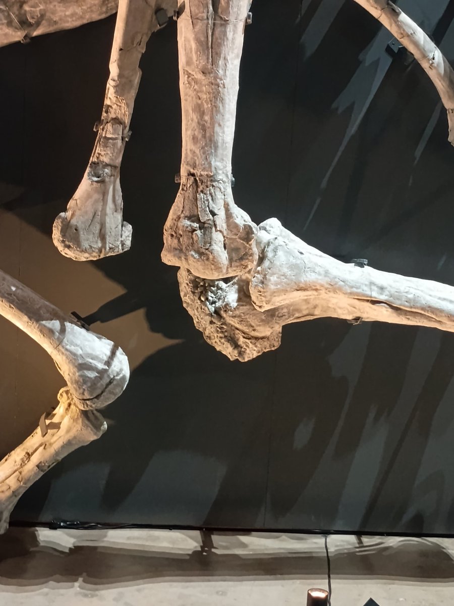 謎の化石(リツイテスと思われる) 謎の化石(リツイテスと思われる) Asa on