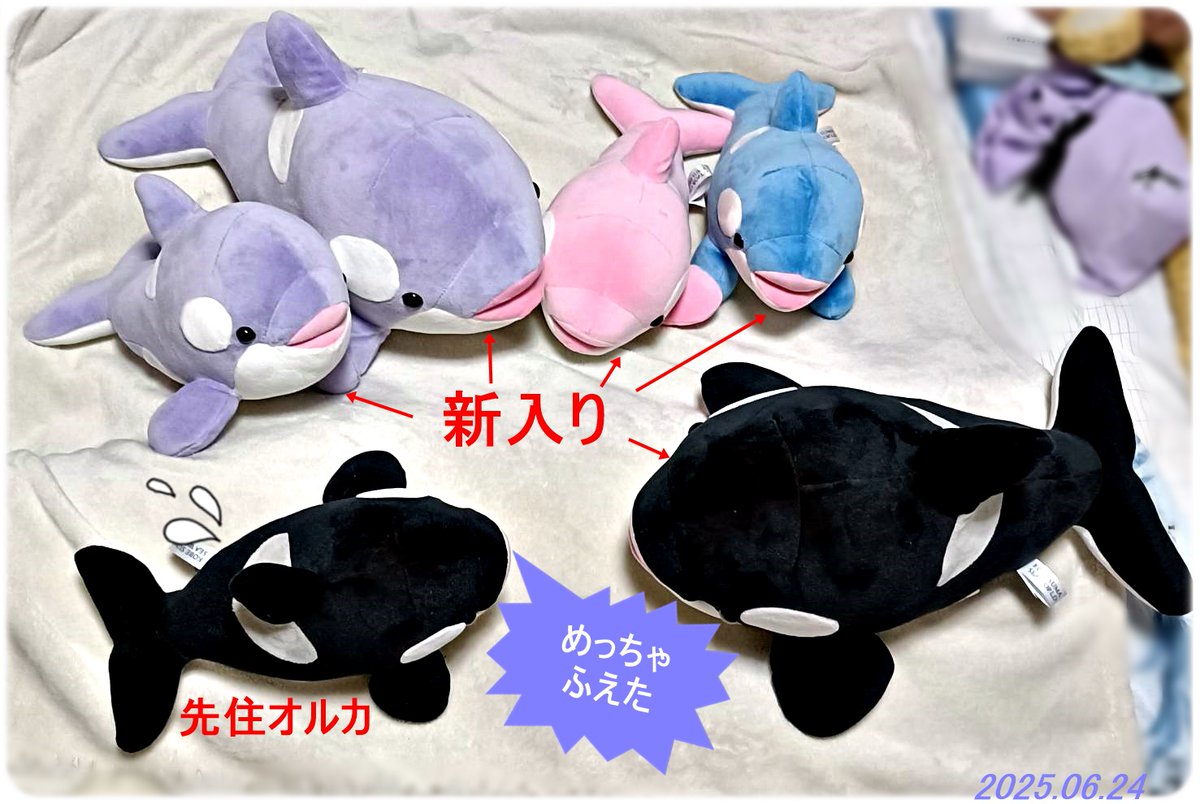 神戸須磨シーワールド オルカくじ 一等 須磨シーワールド 1周年記念