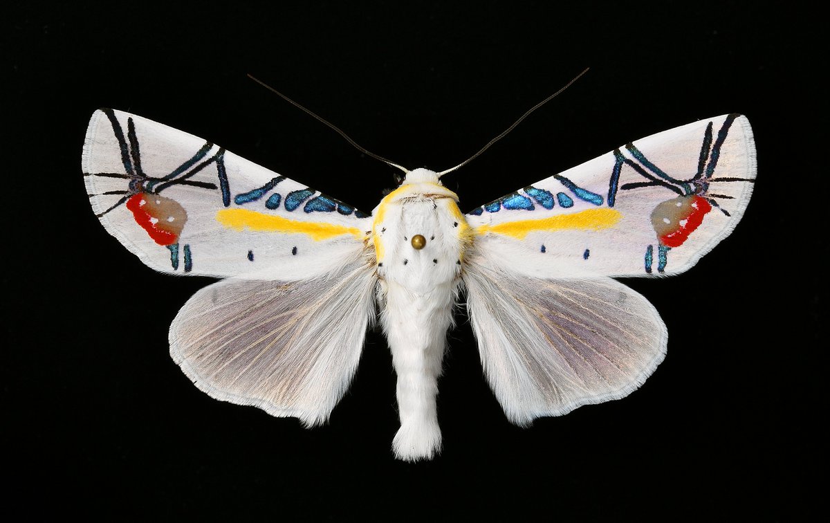 初展翅C品ピカソモスタナバタユタカヤガ蛾ルナモスミズアオ F <1109z