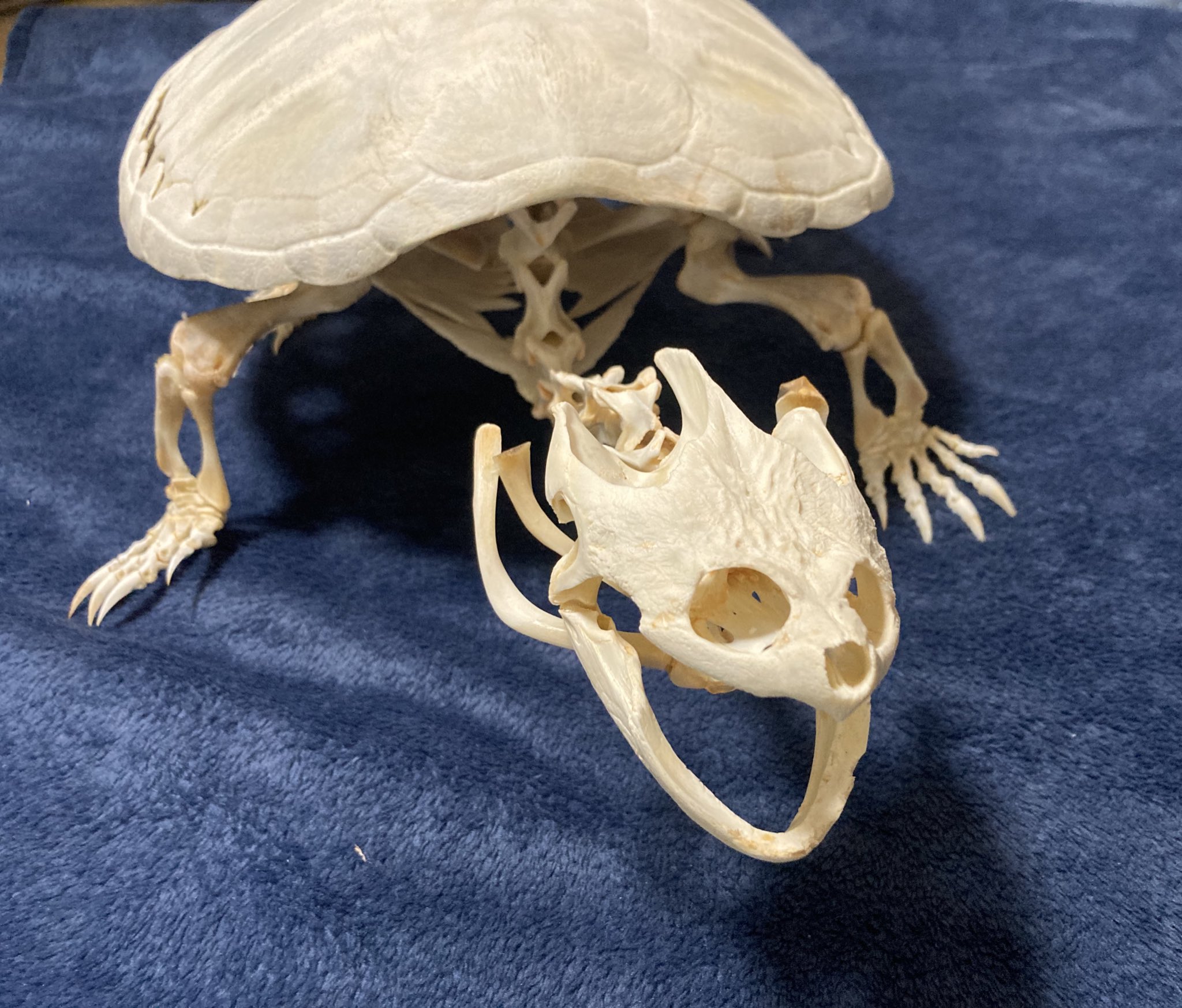 亀の骨標本（甲羅・頭骨付き）すっぽん