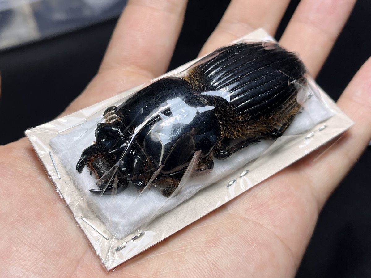 ゴーリーオバケクロツヤムシ グアテマラに生息する世界最大の