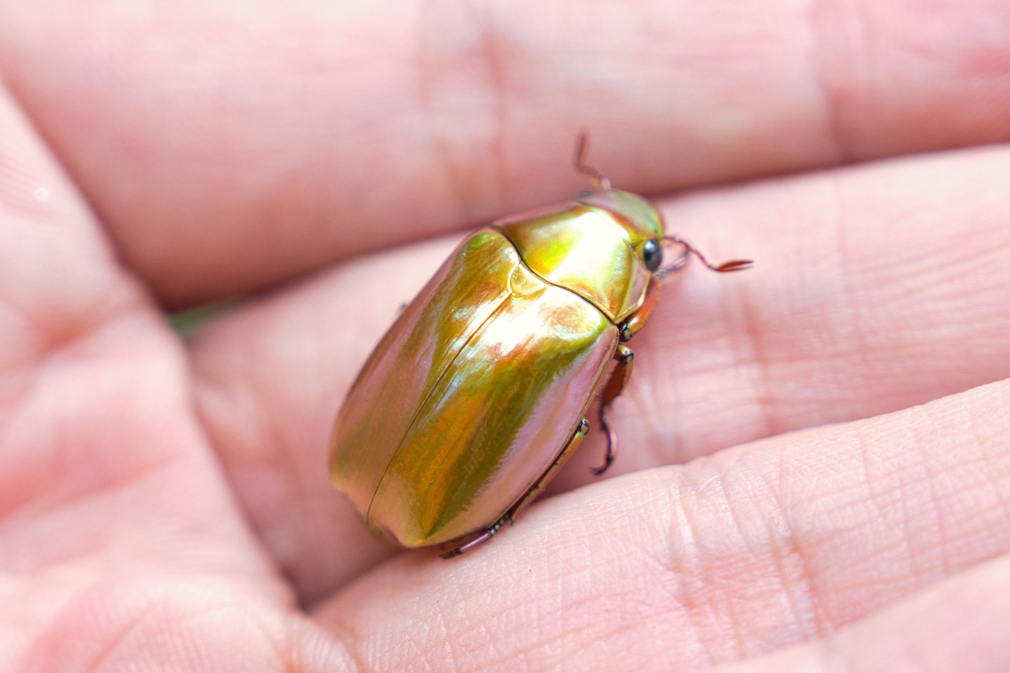 パナマ産 オプティマプラチナコガネ 24mm パナマ産 オプティマプラチナ