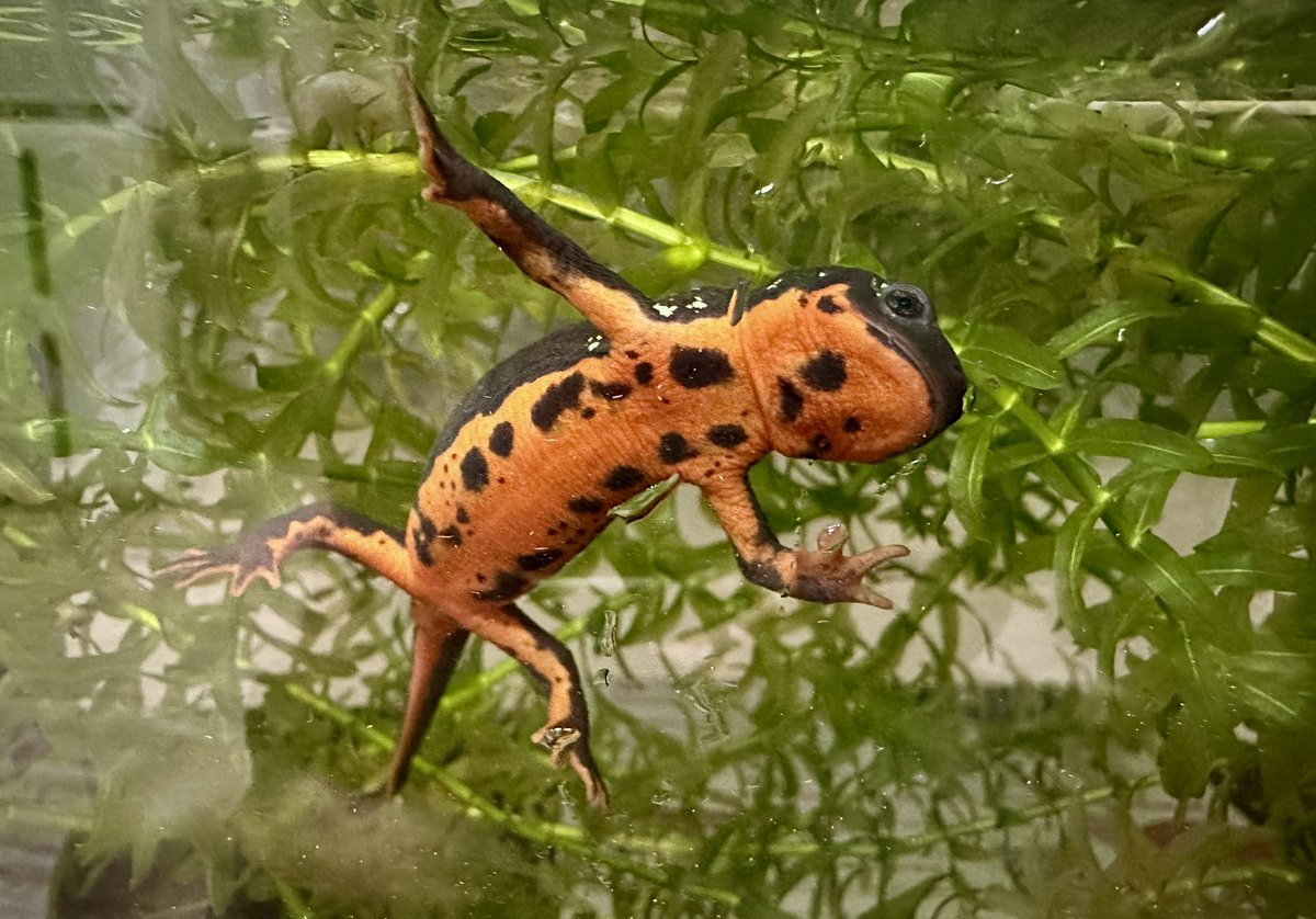 イモリ？どじょう？ 文鎮