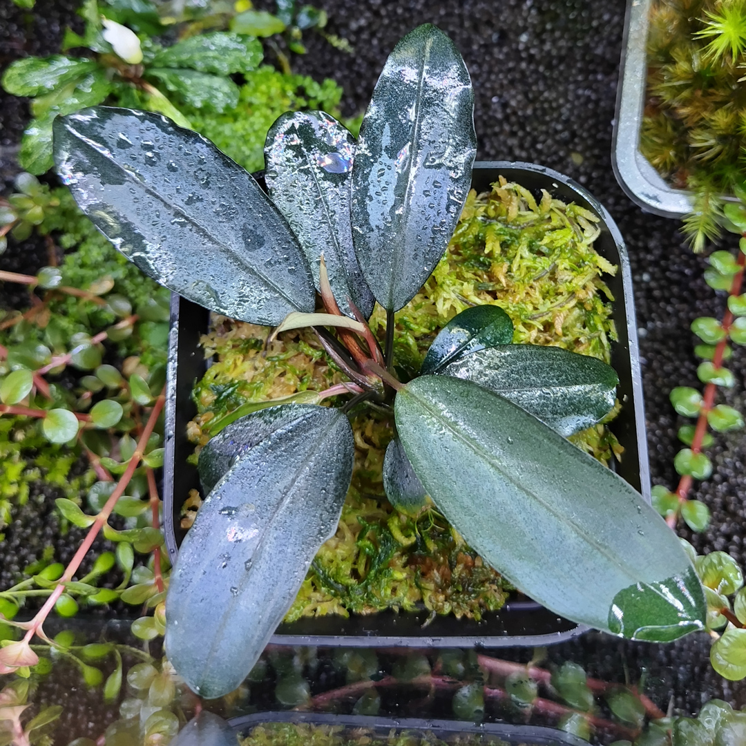 ☆ブセファランドラ sp. パールグレイ☆Bucephalandra sp. Pearl Gray