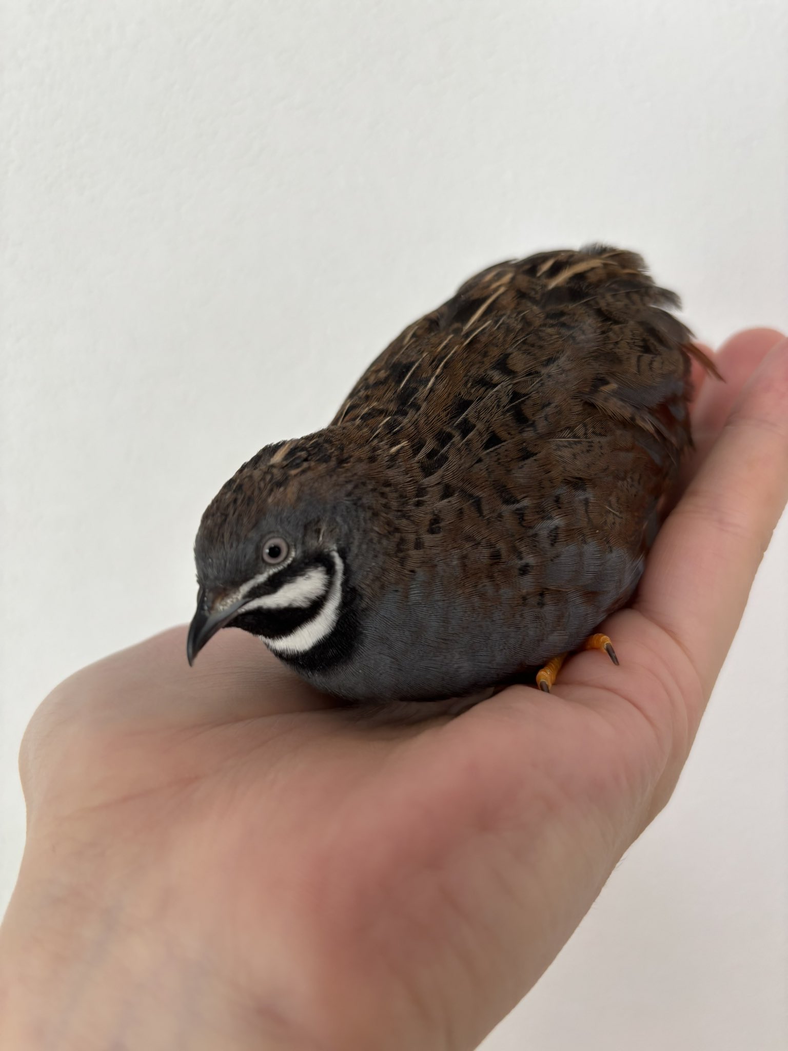 ひめうずら研究室 成鳥用配合飼料 4kg 鳥 餌 ヒメウズラ ひめうずら