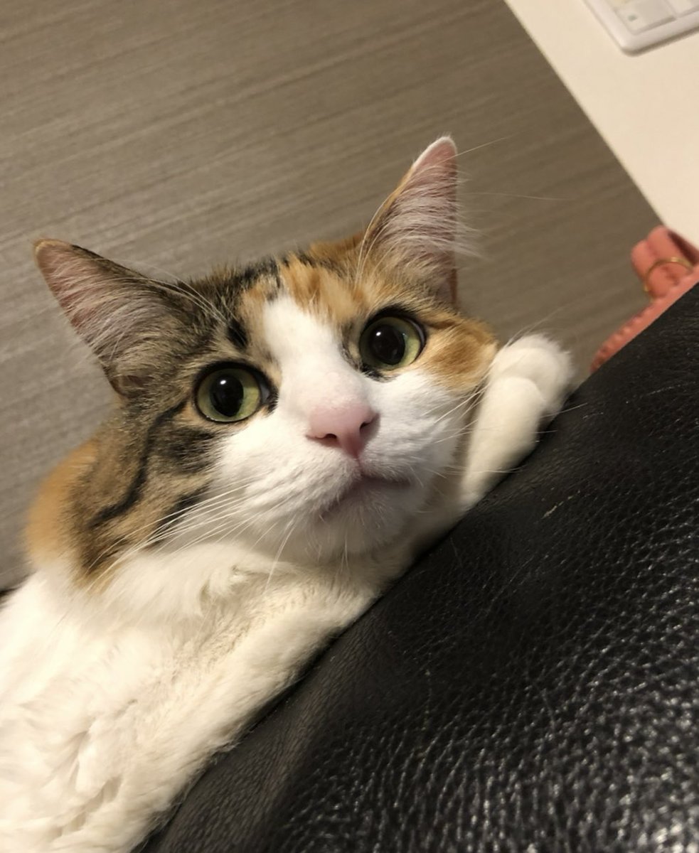 Puchinya® (@punanko) / Posts / X