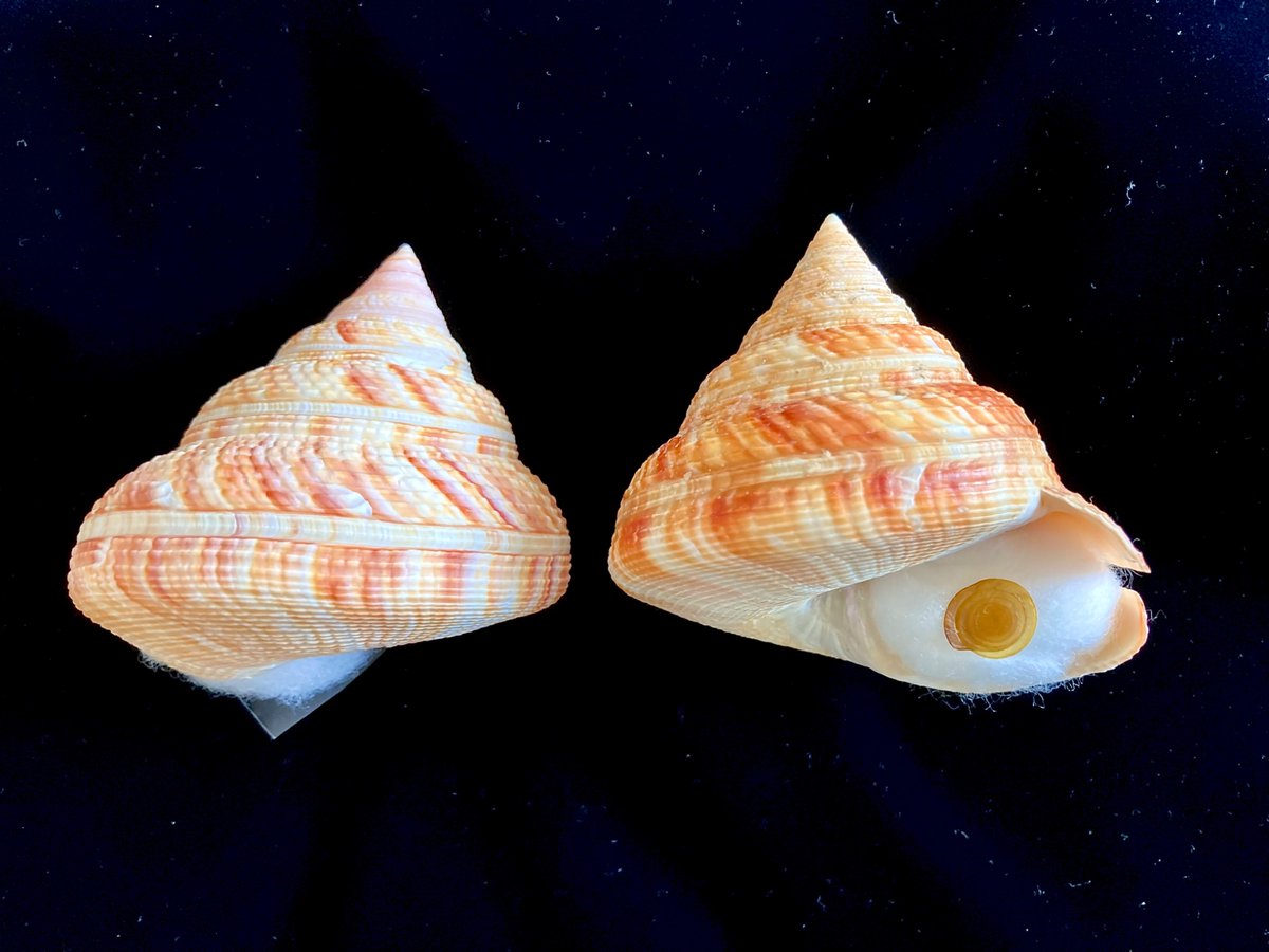 貝殻 オキナエビスガイ オキナエビス オキナエビスガイ | 貝の図鑑