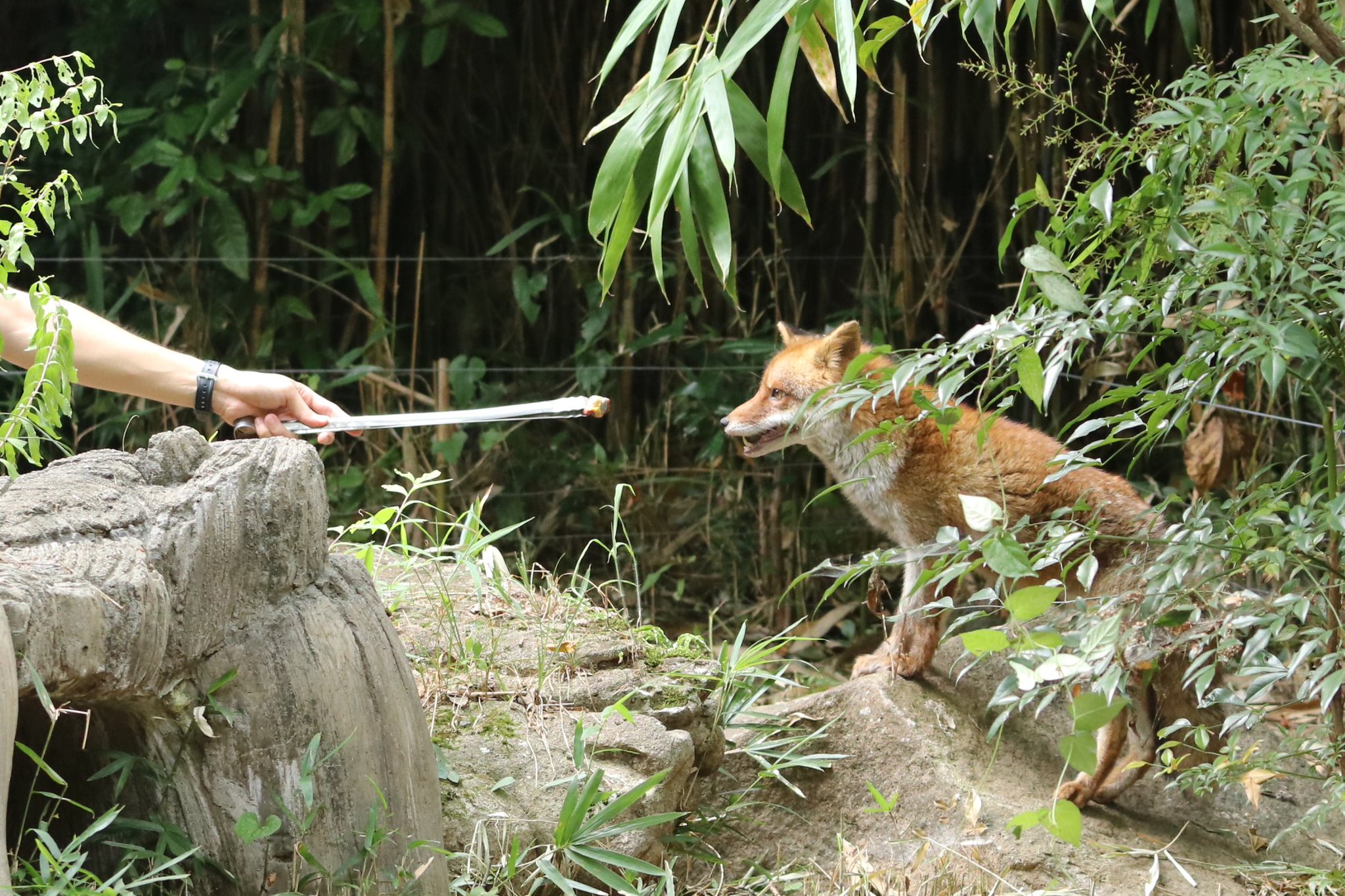 み*み様 house on the hill 昆虫ボンネット 90 み*み様 house