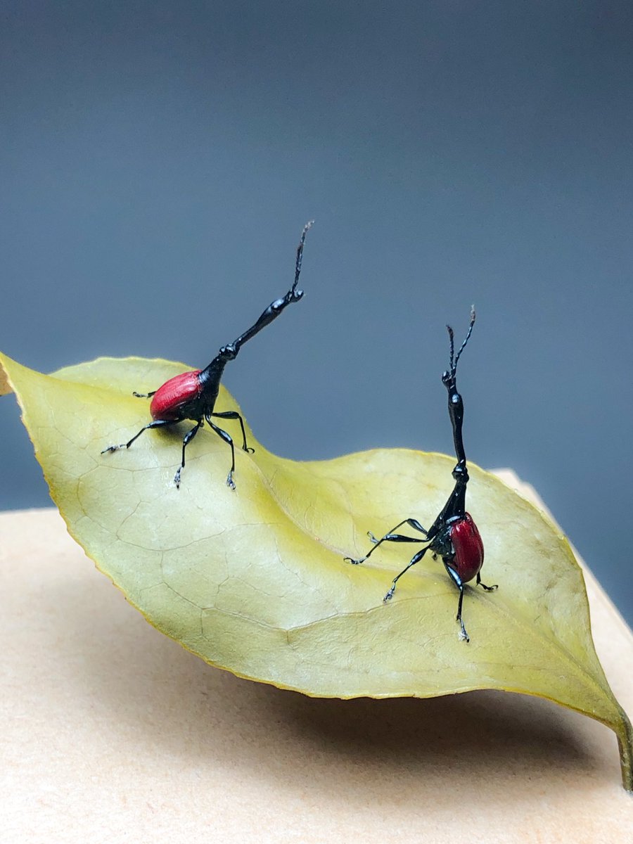 立体展足標本 キリンクビナガオトシブミ オトシブミの雄は互いに