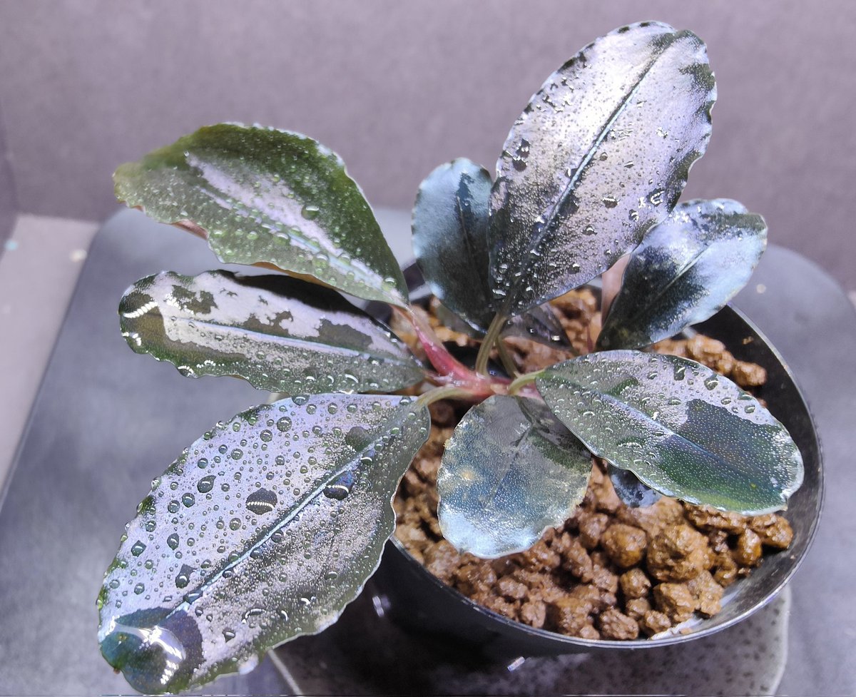 bucephalandra sp. Galaxy blue 【公式通販】