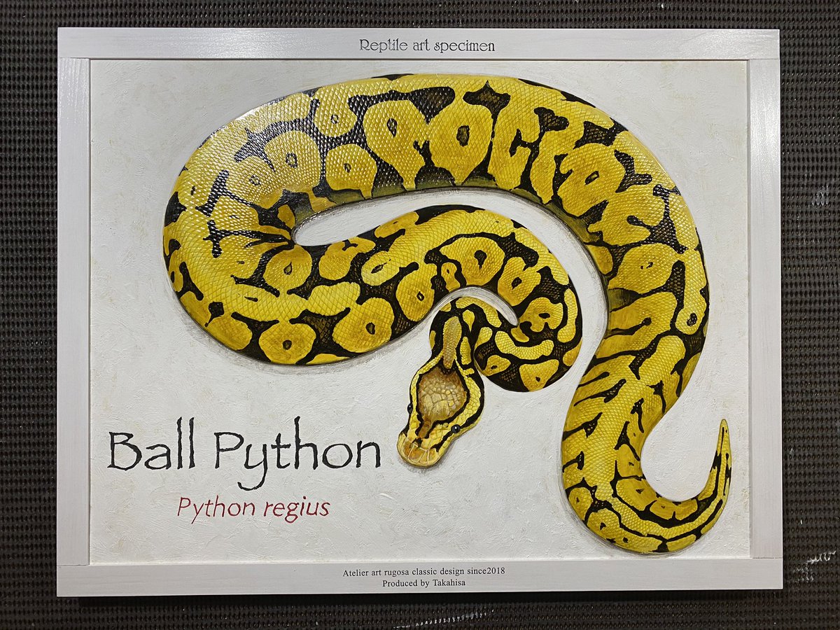 python regius ボールパイソン 図鑑