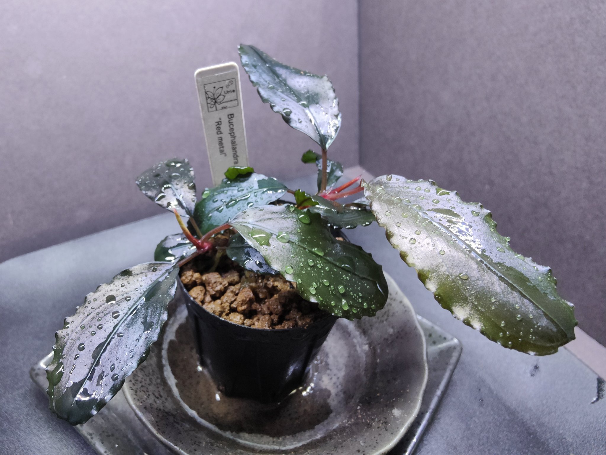 Bucephalandra sp.Red melon レッドメロン JB Bucephalandra sp.Red